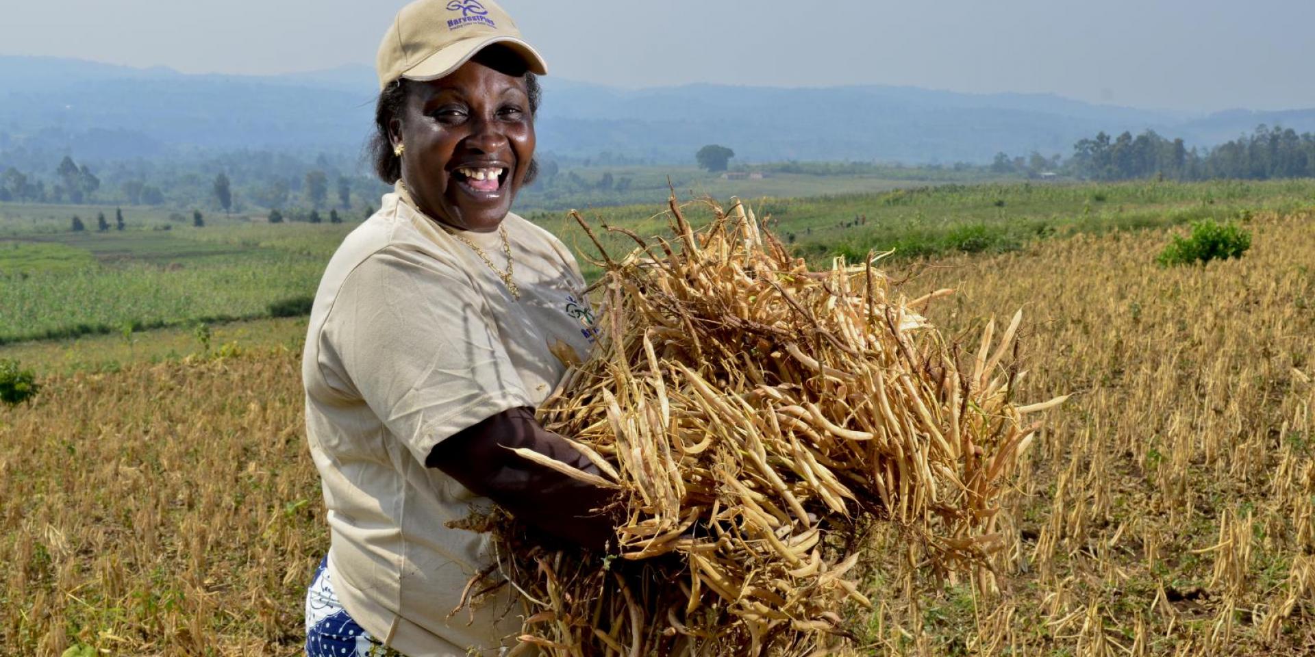 HarvestPlus work on biofortified beans in east DR Congo.     Credit: ©2013CIAT/NeilPalmer