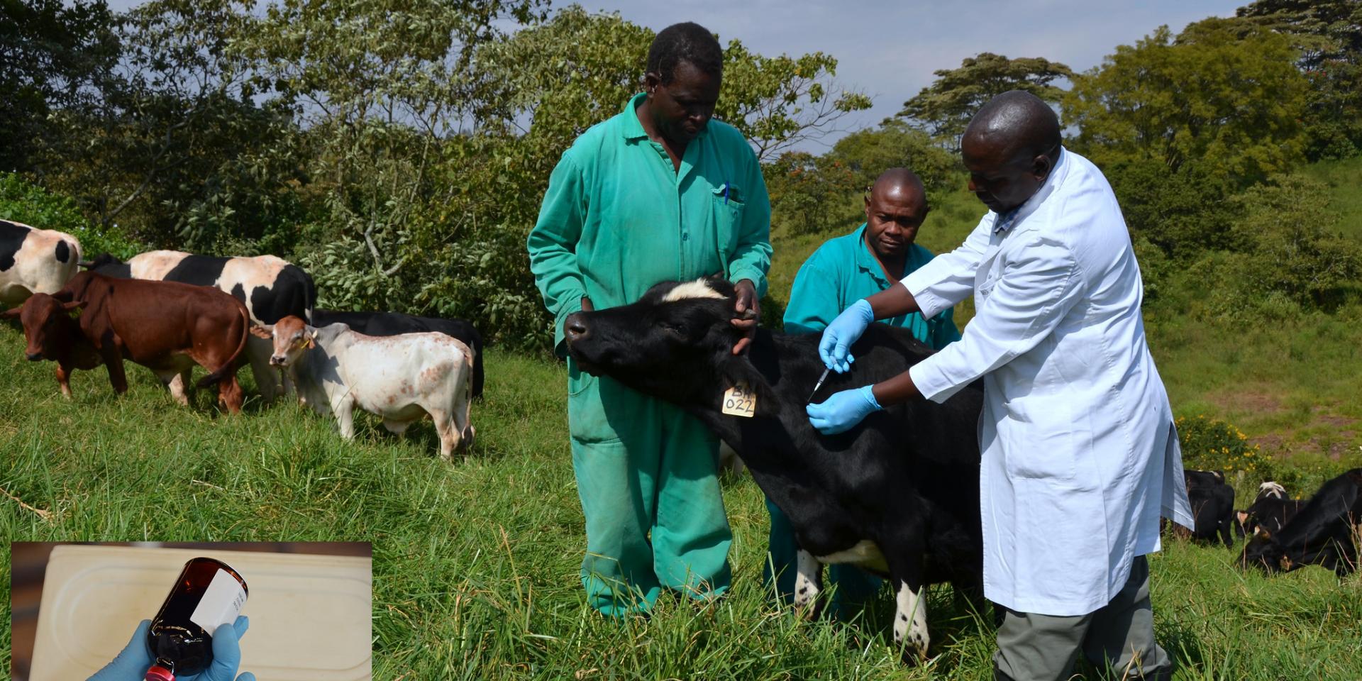 Livestock vaccination