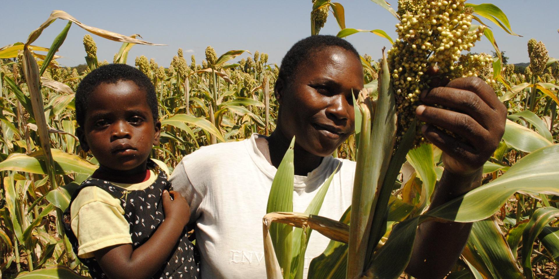 A farmer in her sorghum plantation