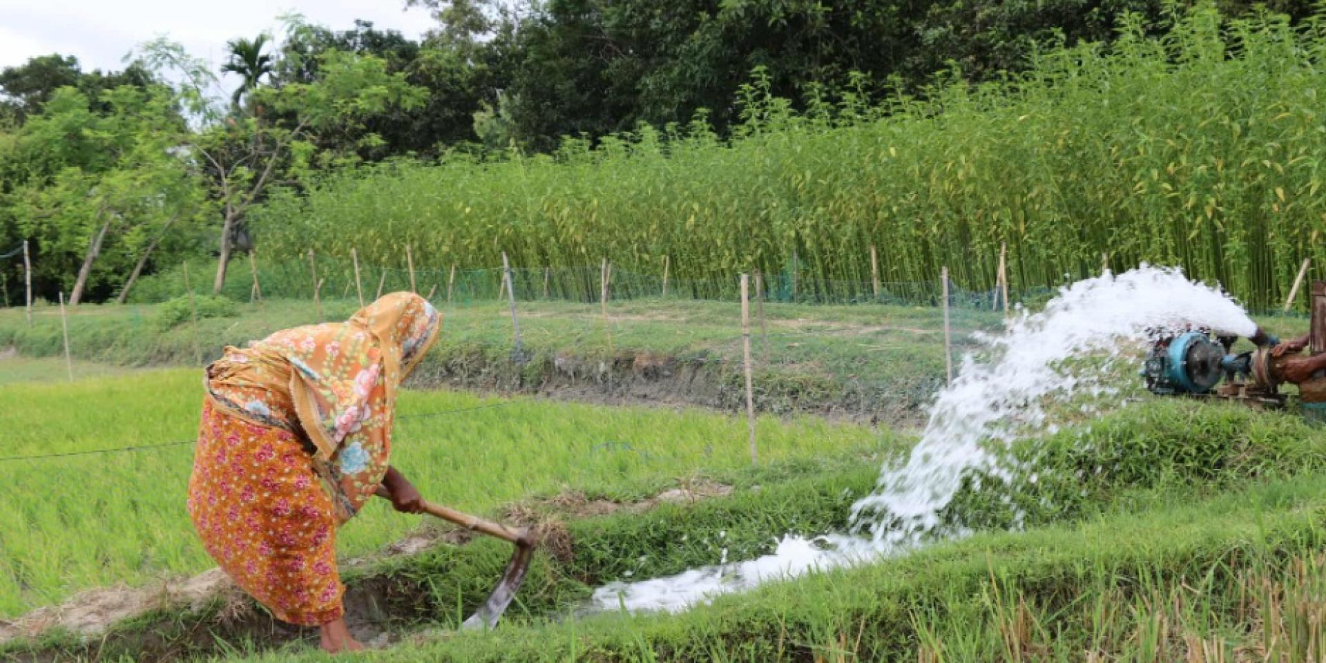 Woman watering her paddy field