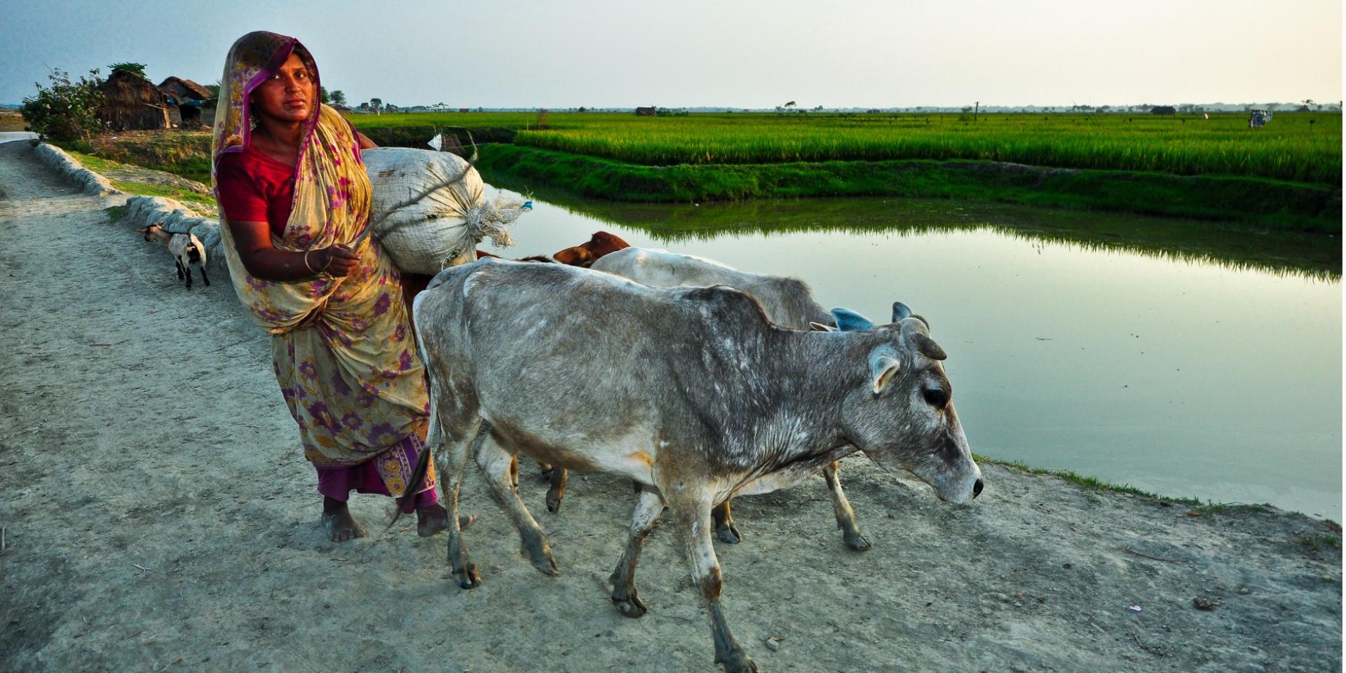 Woman farmer with her cows
