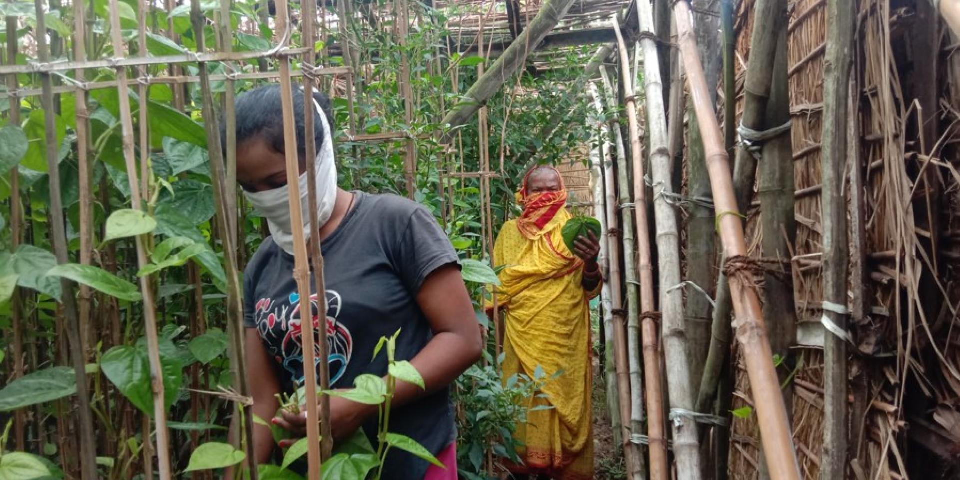 Women cultivating plants