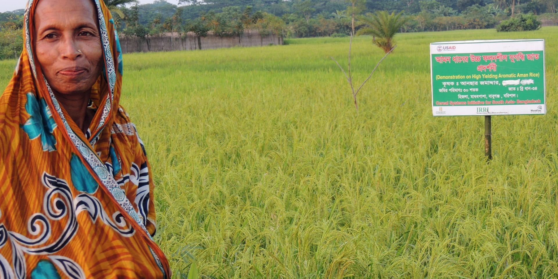 A rice farmer in Barisal