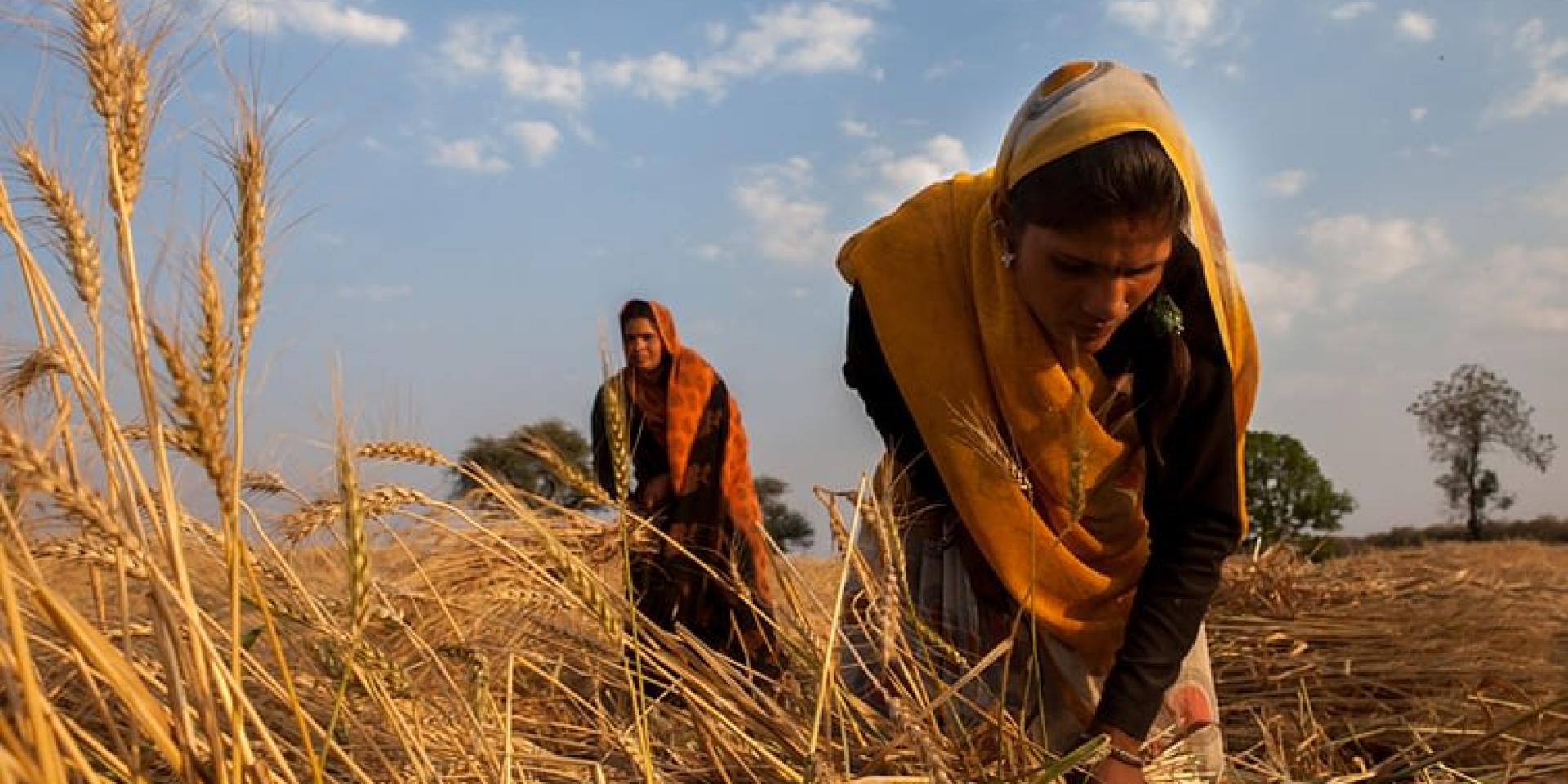 Women harvesting wheat