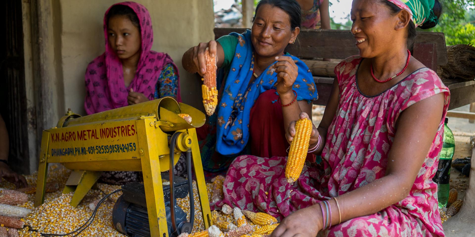 Farmer shelling maize