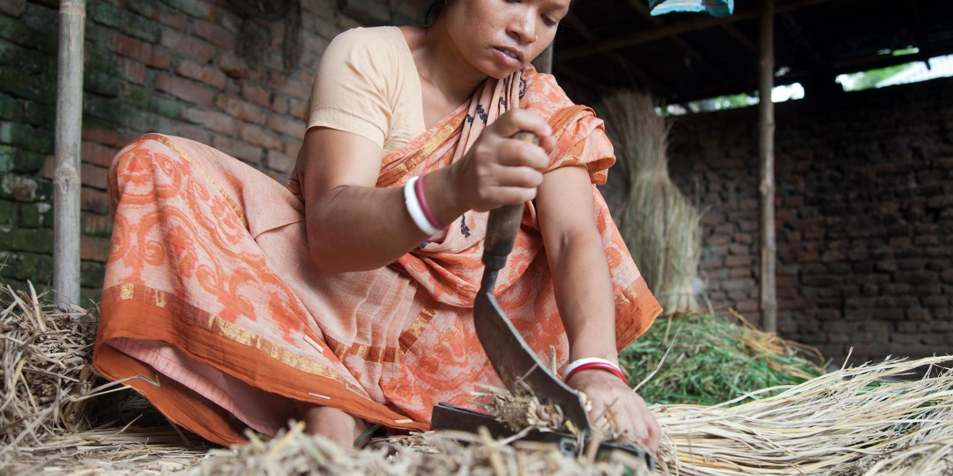 A Bangladeshi woman cuts up feed for her family's livestock
