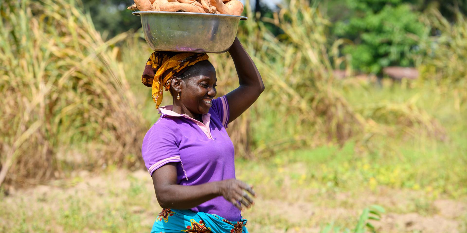 Cassava harvesting