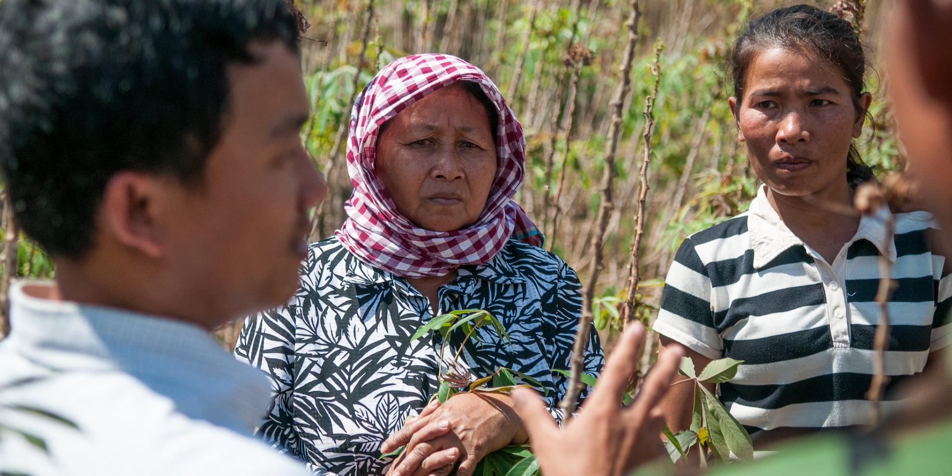 CIAT research assistant Sophearith Sok, Kampong Cham, Cambodia explaining different cassava disease symptoms.