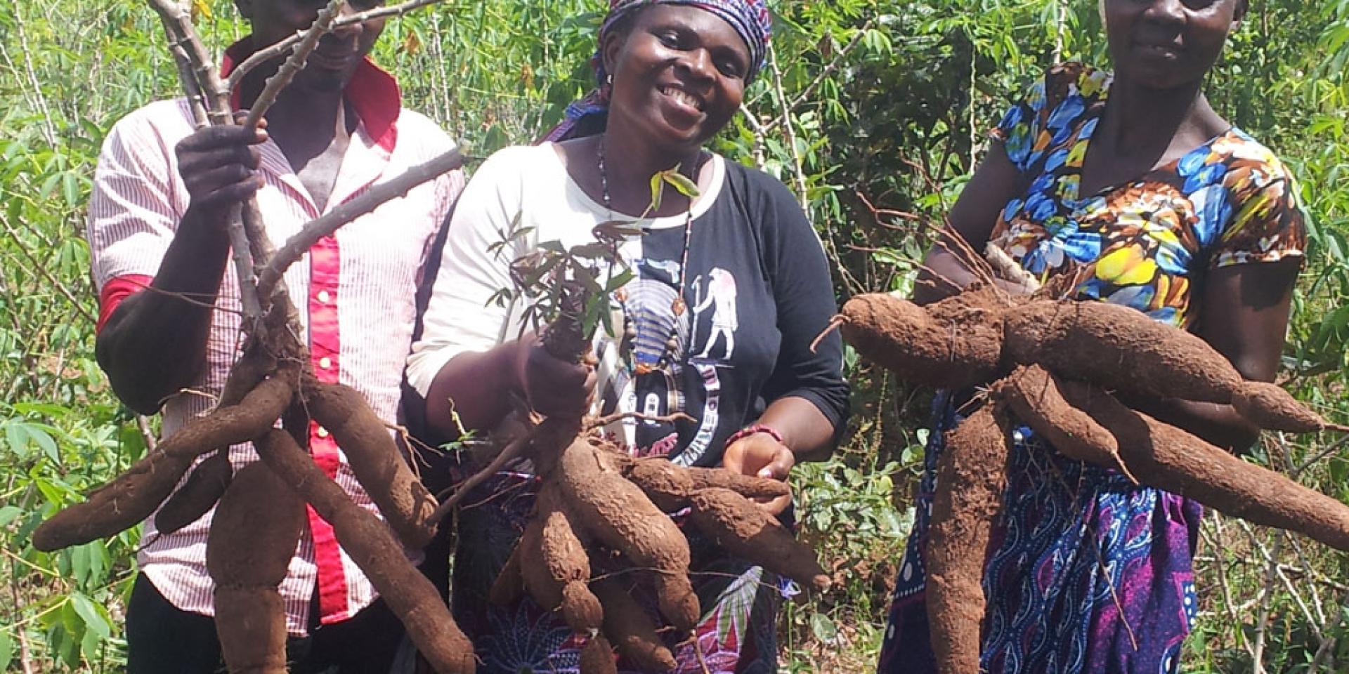 Cassava farmers