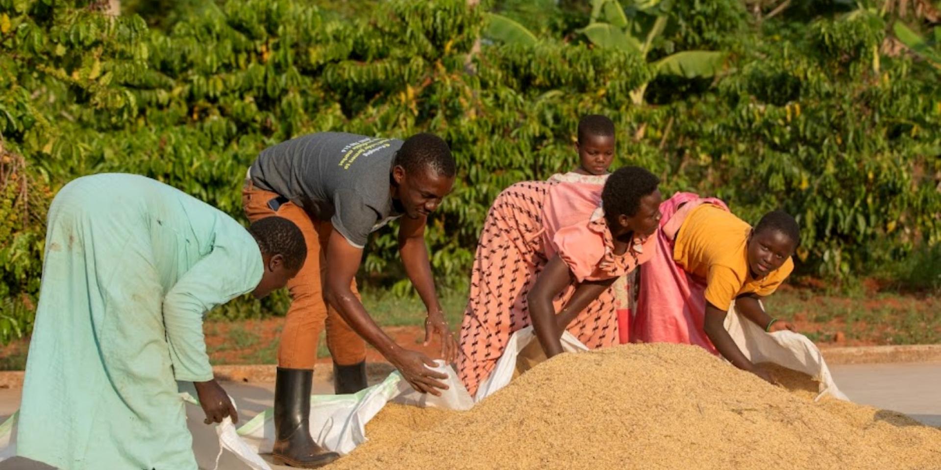 Coffee drying