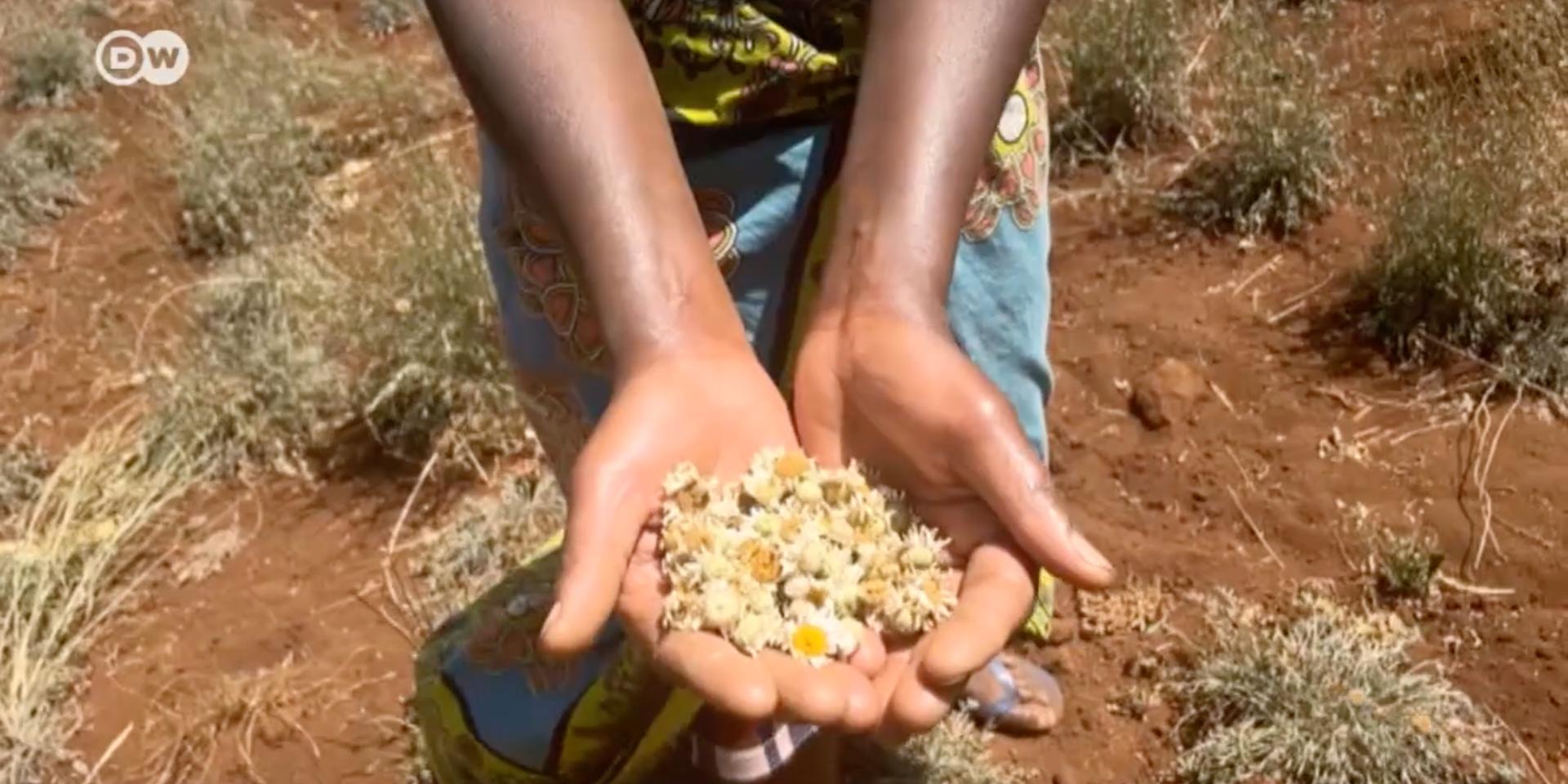 Hand holding dried flowers