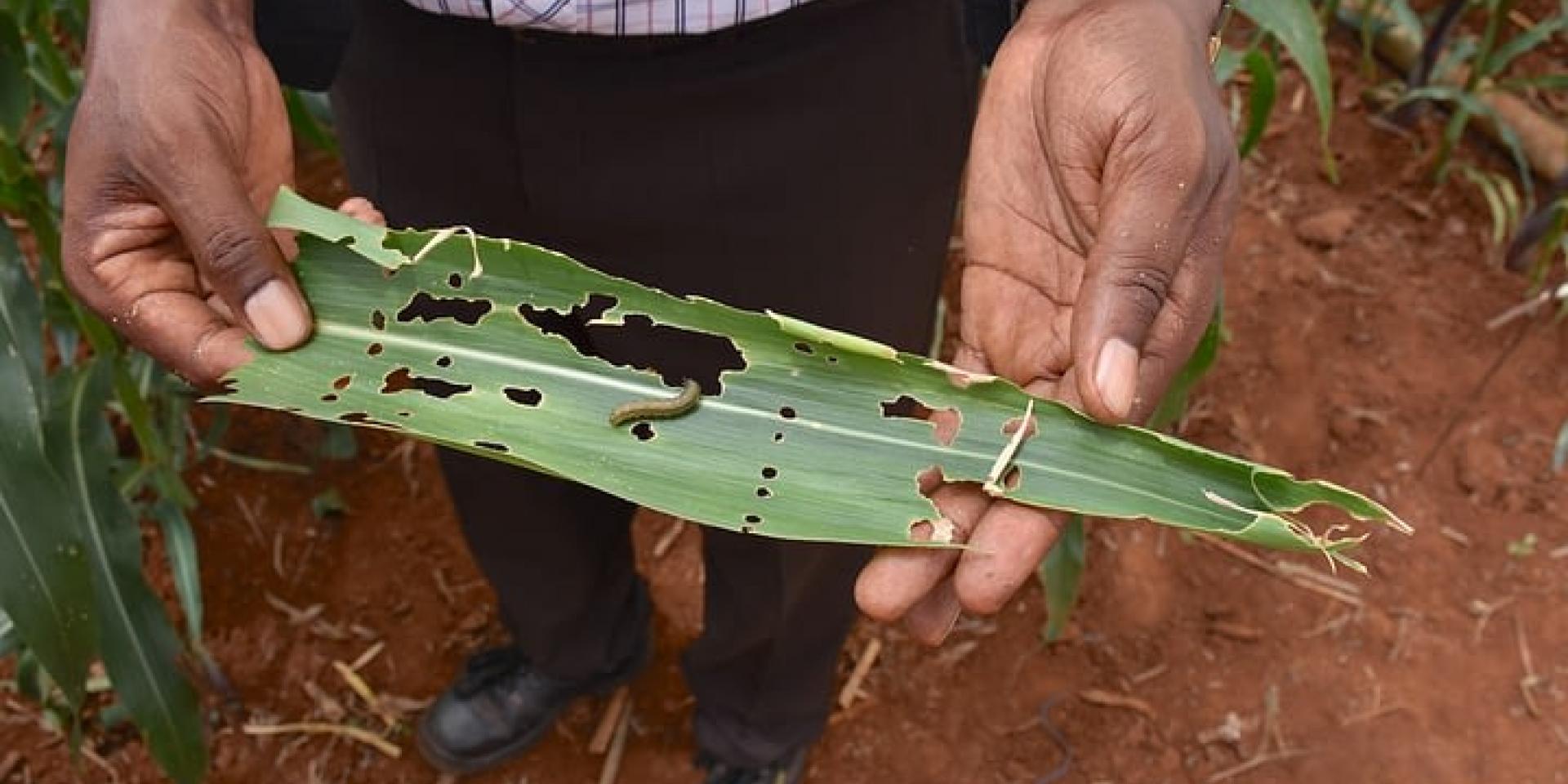 A farmer displays a crop leaf with pests