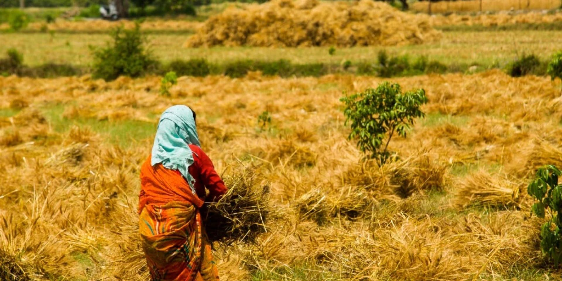 Woman gathering grain