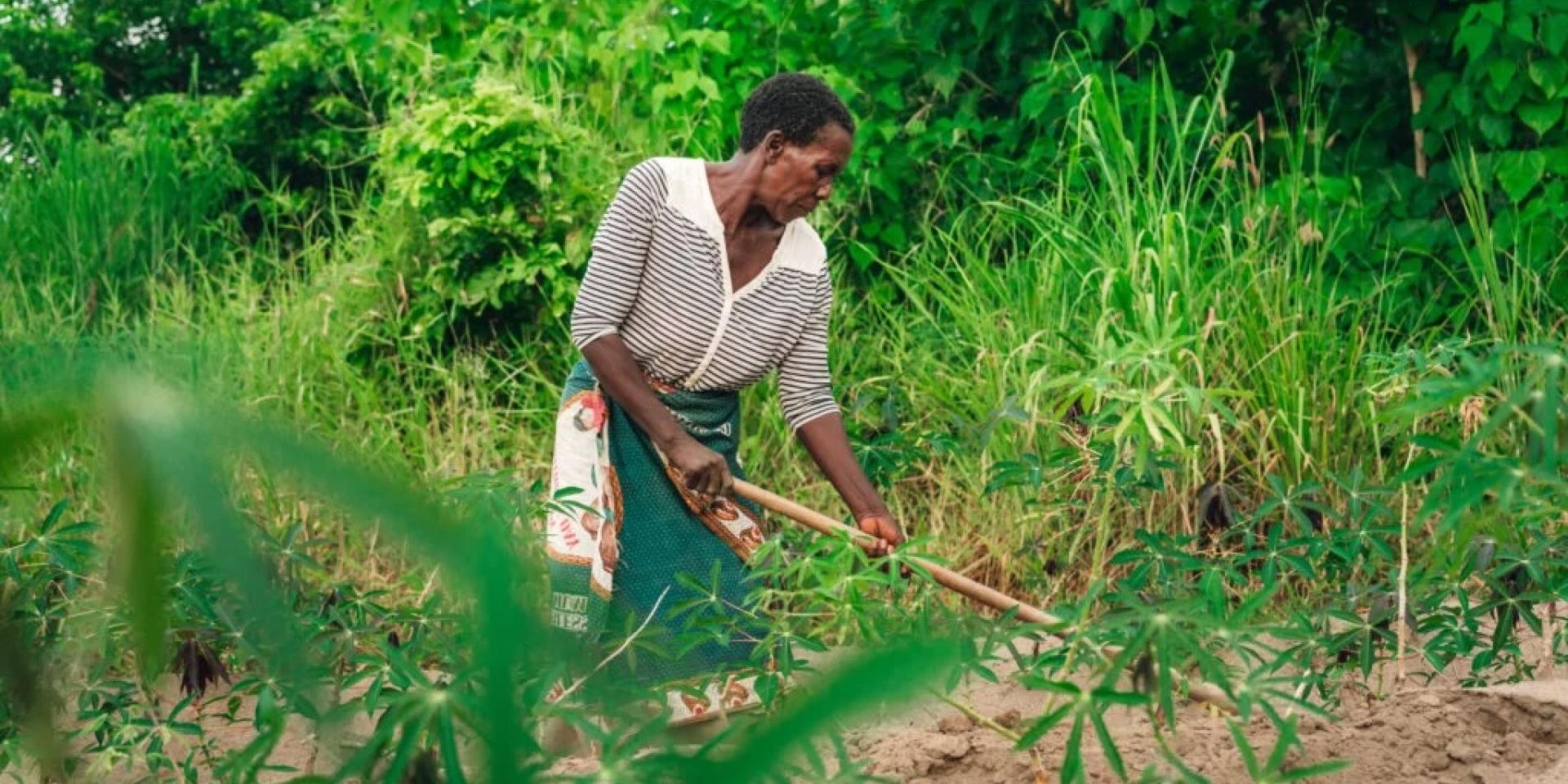 A woman hoeing the ground