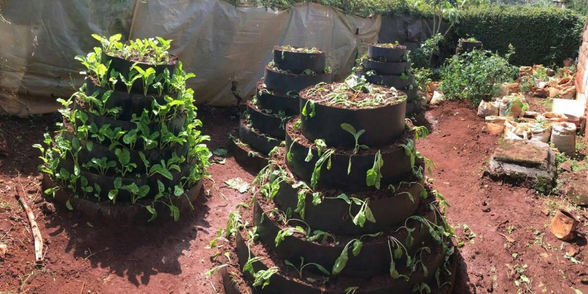 A kitchen garden in Kenya