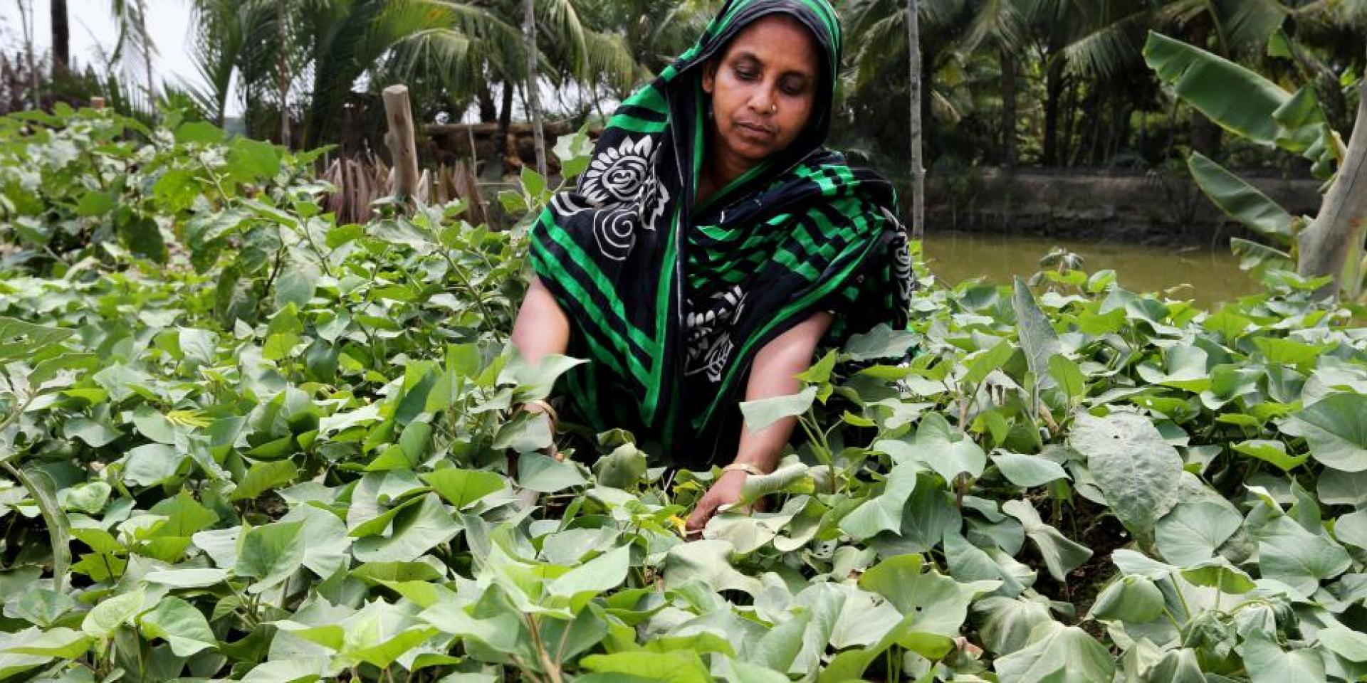Farmer in Bangladesh_WorldFish