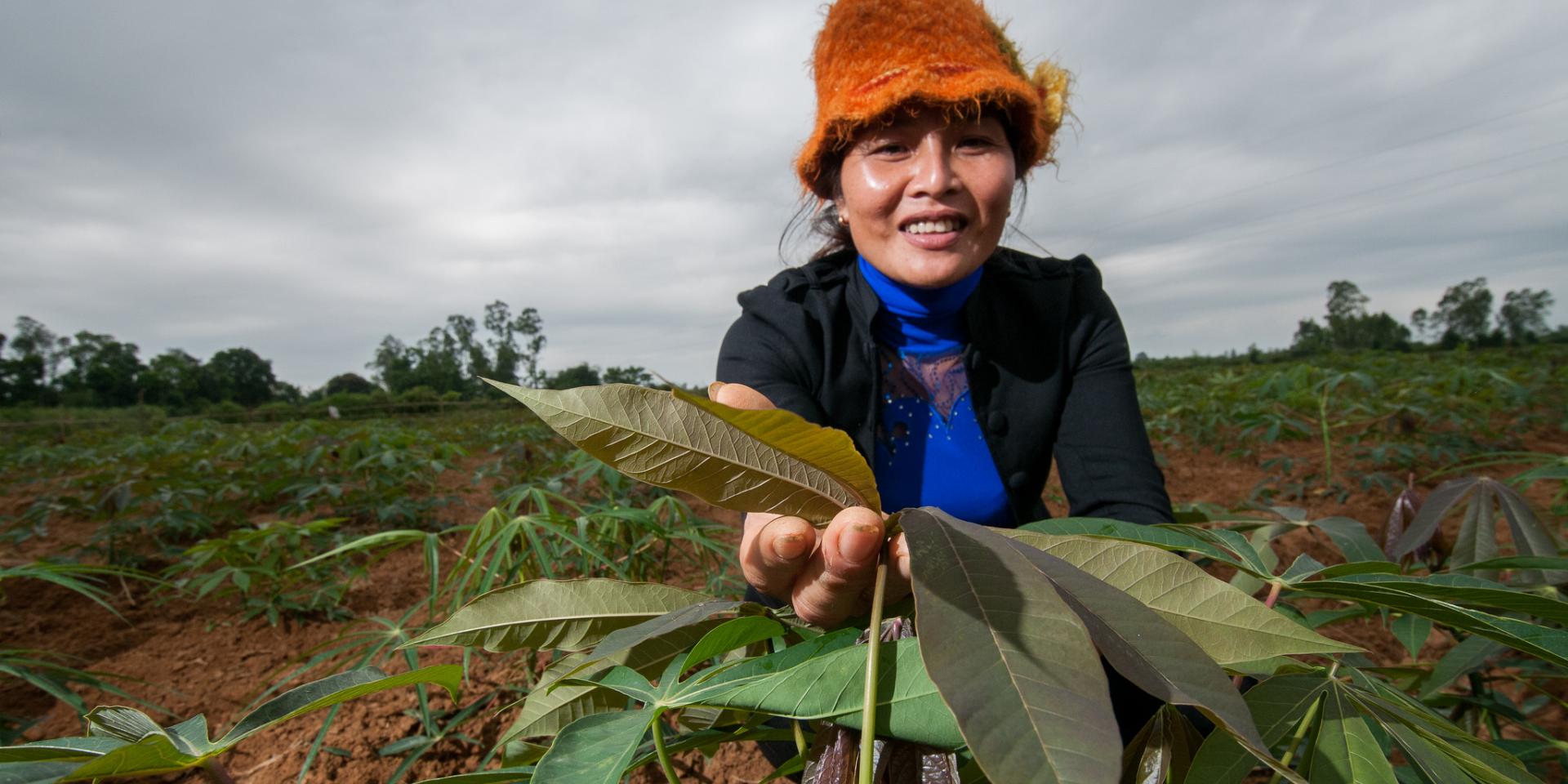 Crop and fertility management 