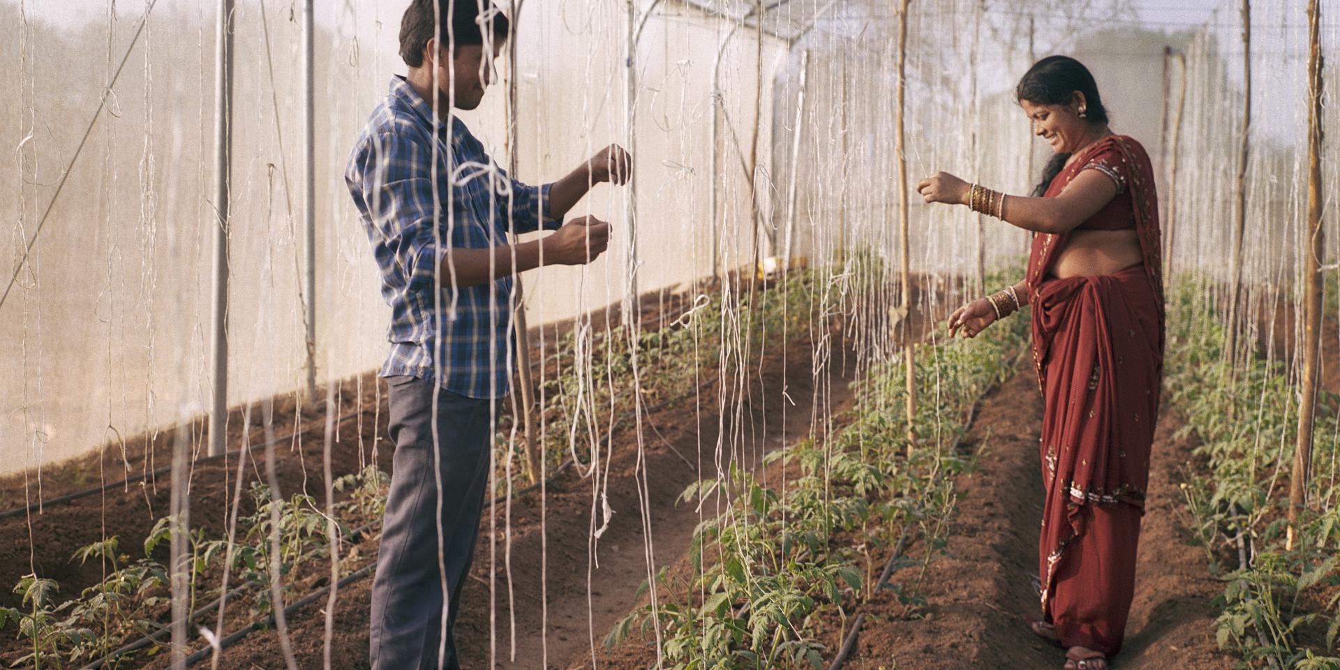 Farmers in greenhouse with tomatoes