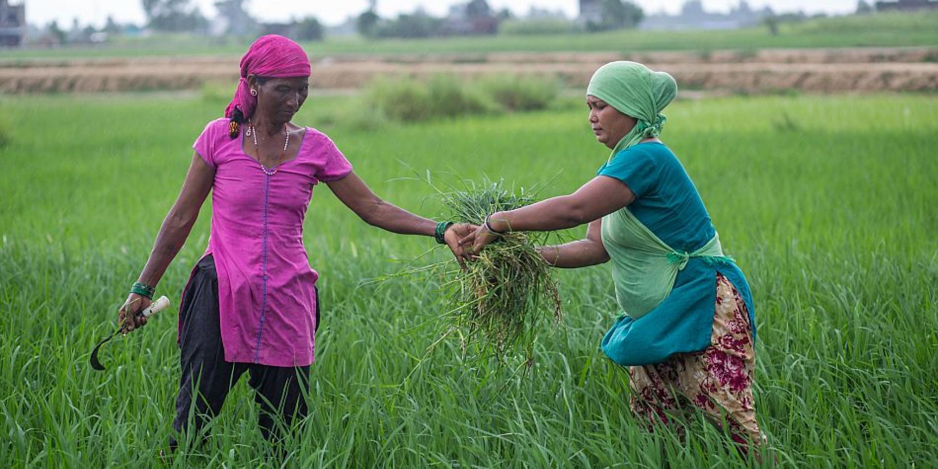 Farmers weeding in a paddy field in Belanpur village in the Banke District of Nepal. Photo: Nabin Baral / IWMI