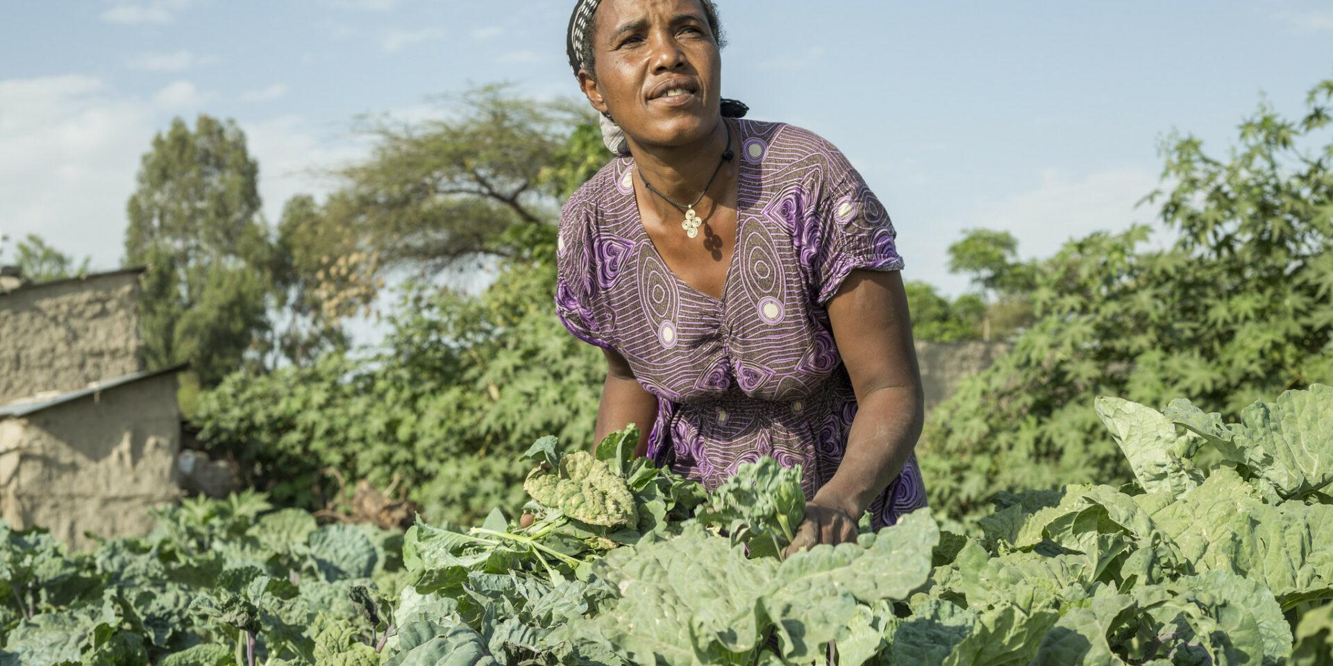 Woman working in a cabbage farm in Bochesa around Ziway in Ethiopia. Credit: Maheder Haileselassie/IWMI 