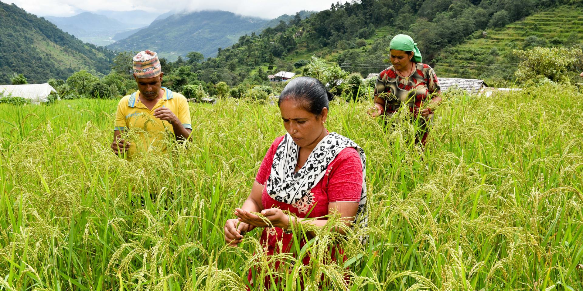 Gender and agriculture