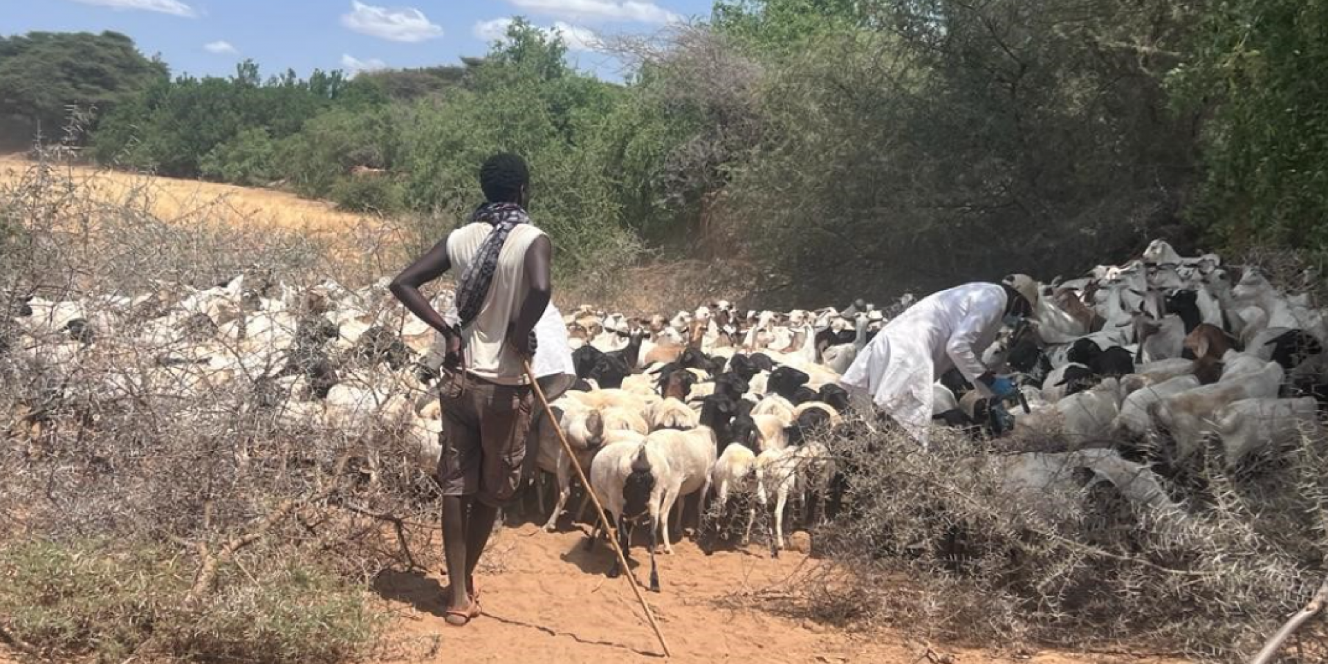Vaccinating small ruminants against Rift Valley fever in Isiolo County, Kenya (photo credit: ILRI/Adan Abdi). 