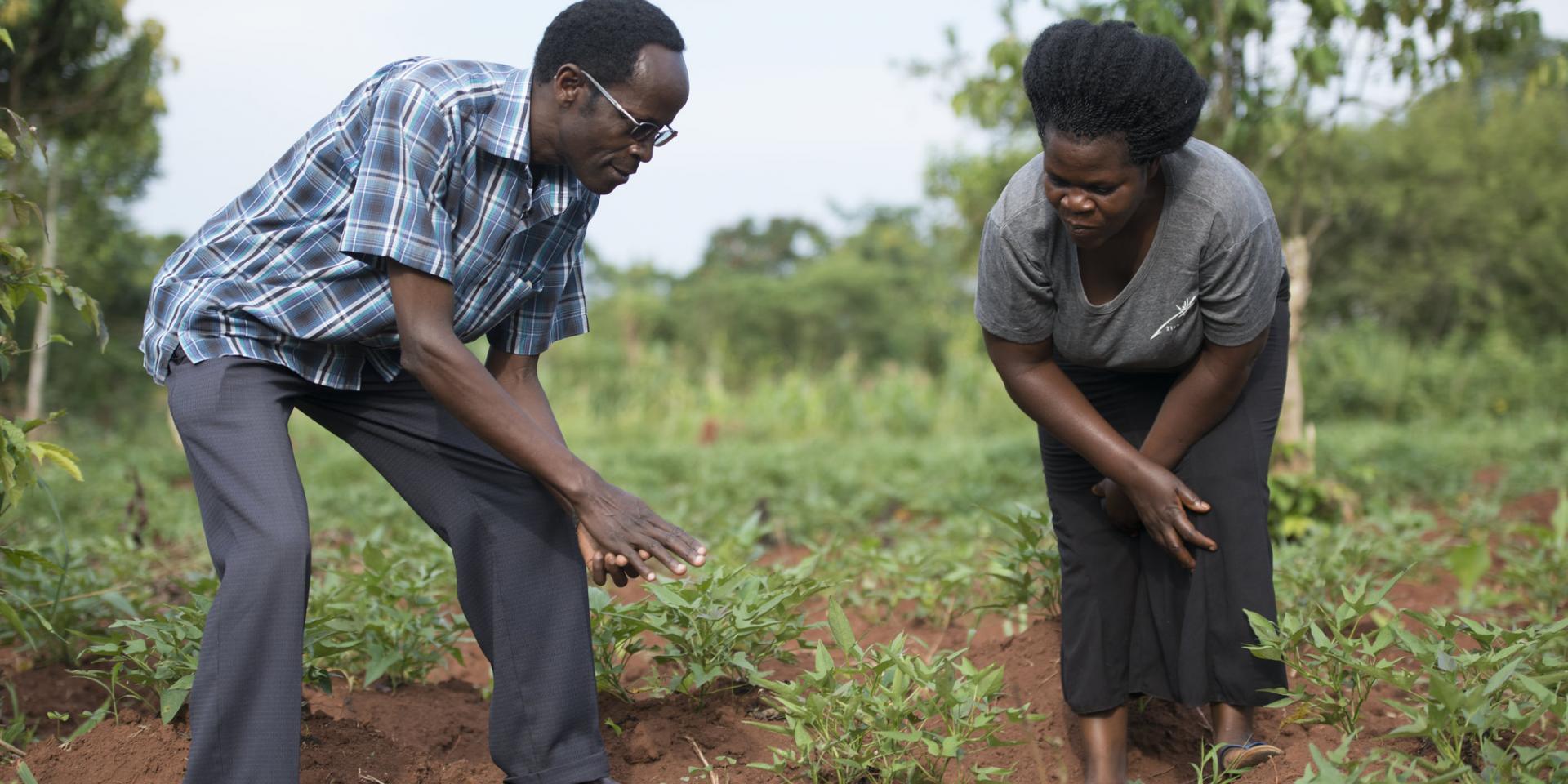 Potato farming