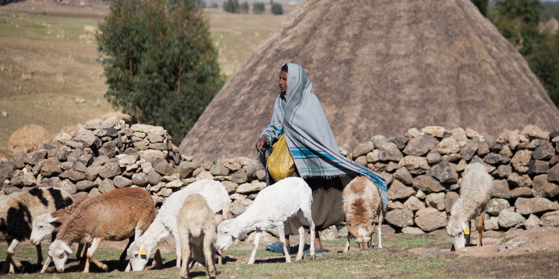 Photo of woman with sheep