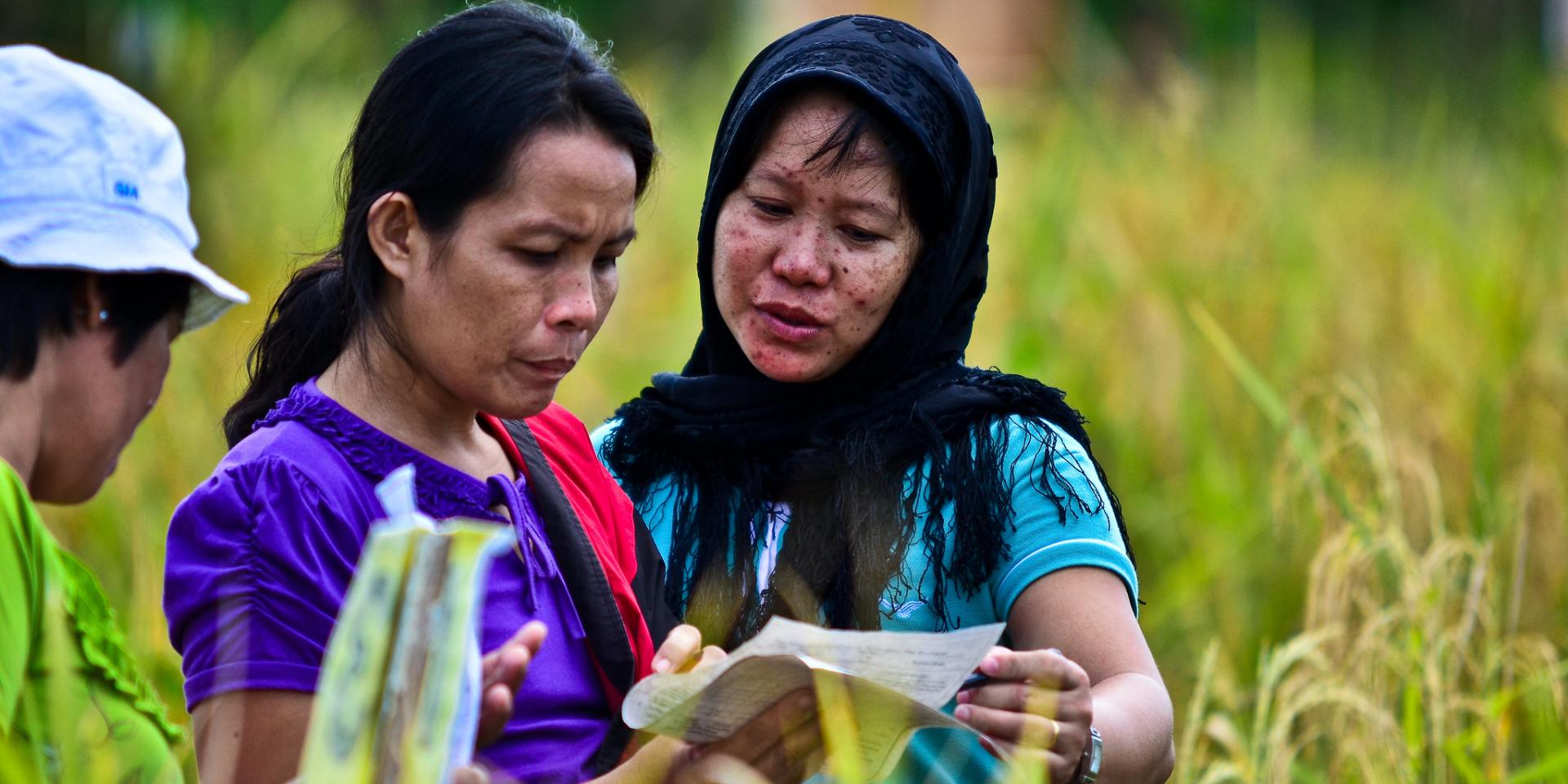 Photo of women in rice