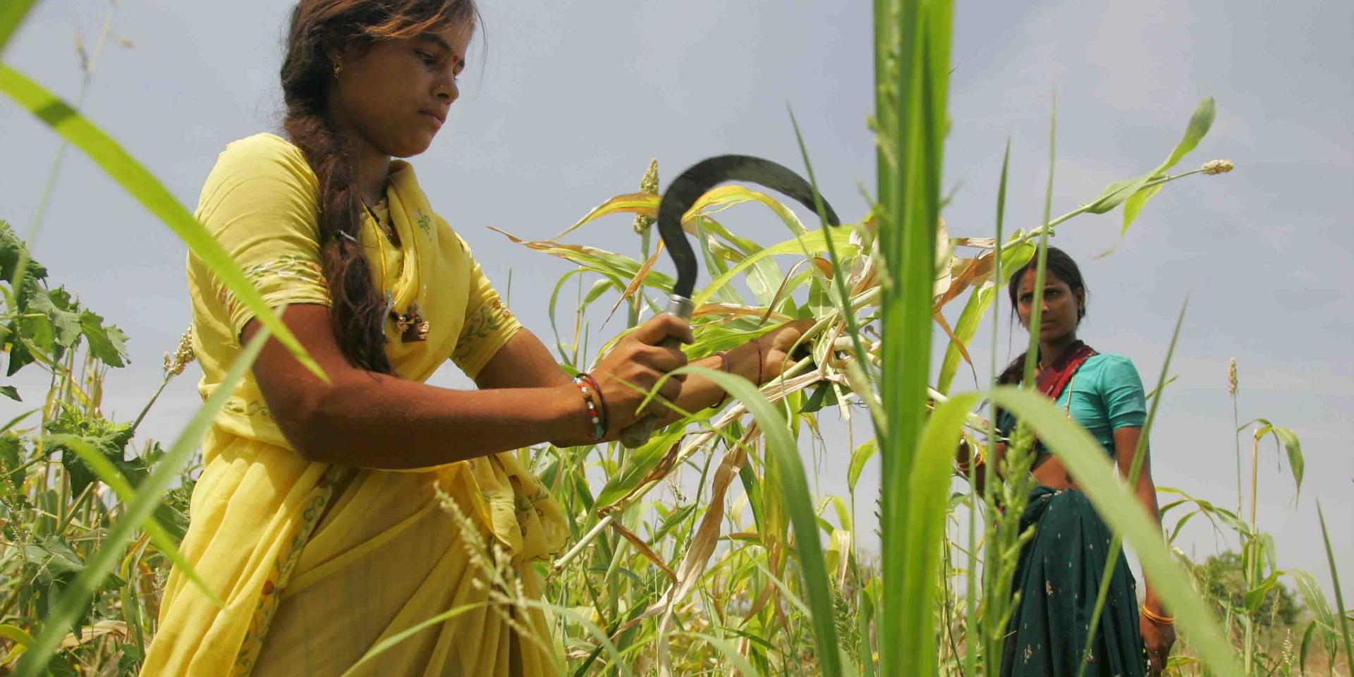 Women in India harvesting