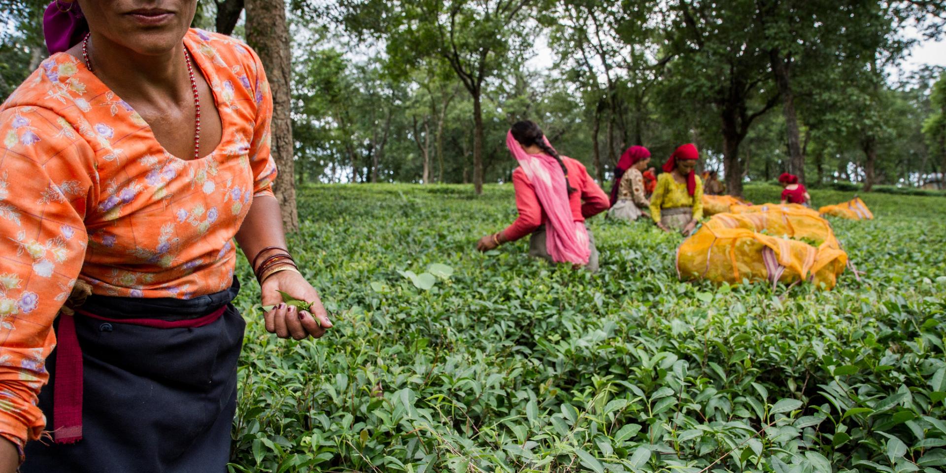 Tea Harvest, Palampur, India.