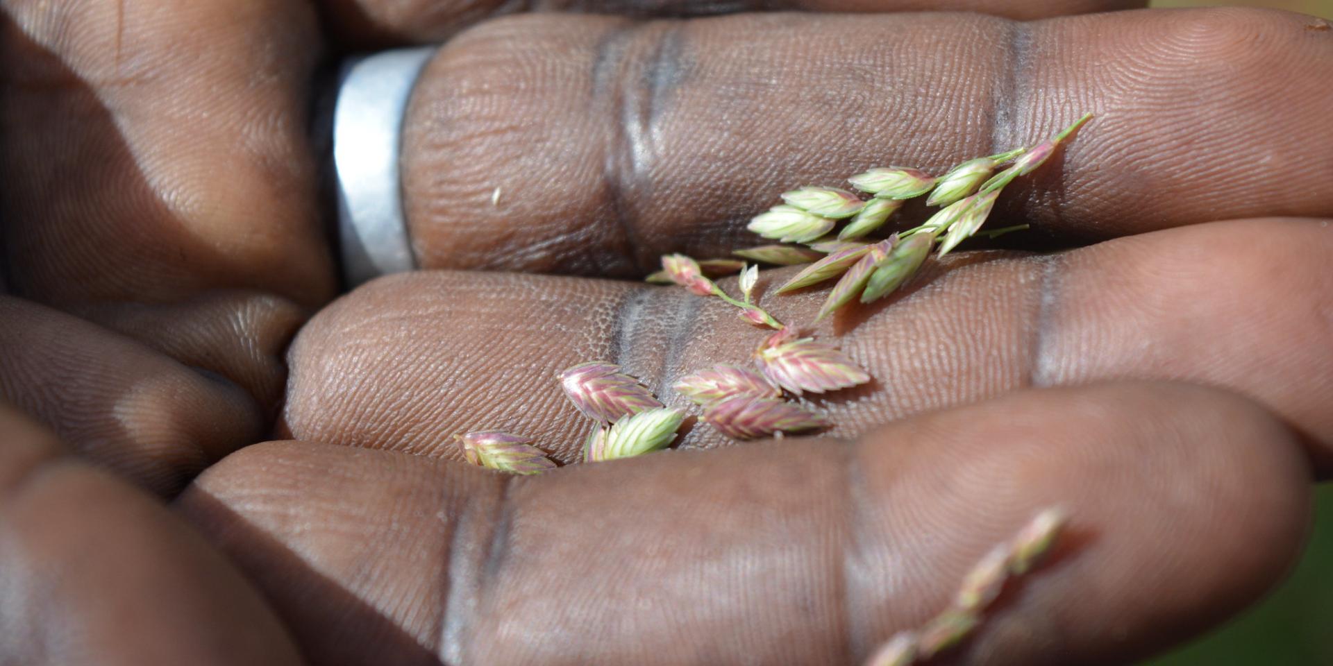 Photo of hand with seeds
