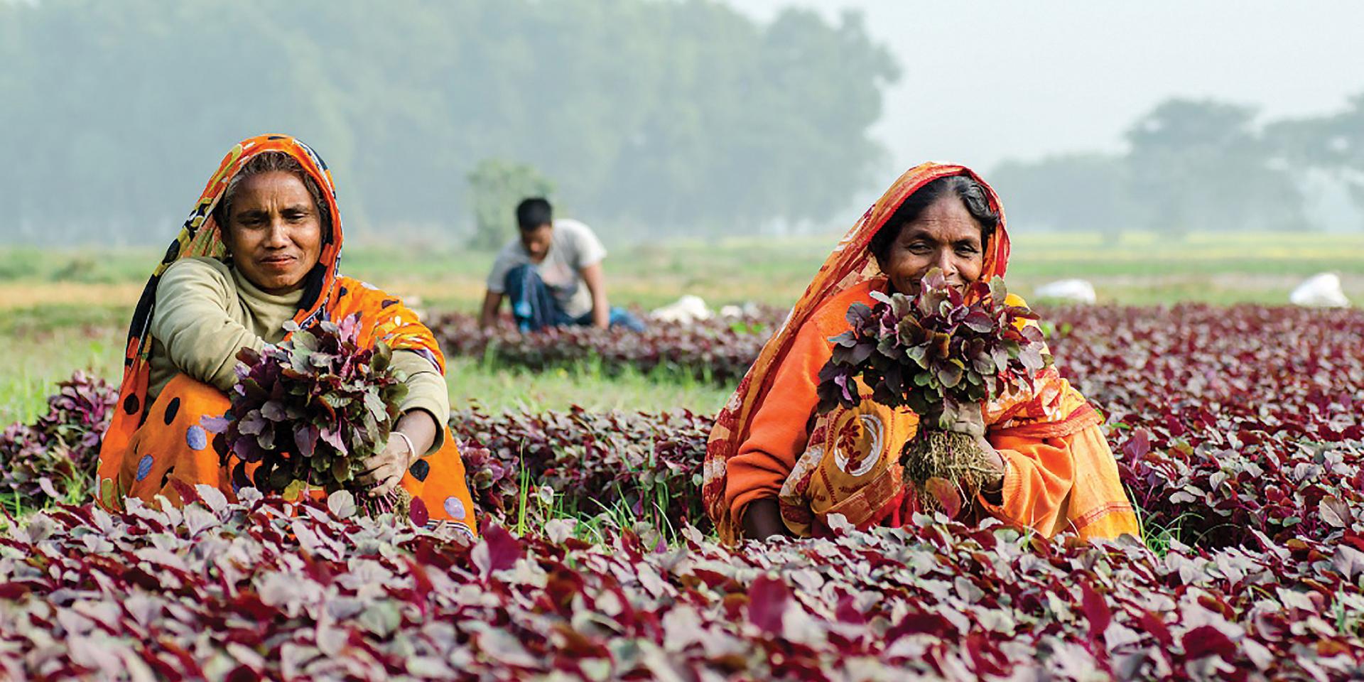 Women in the fields Khulna, Bangladesh