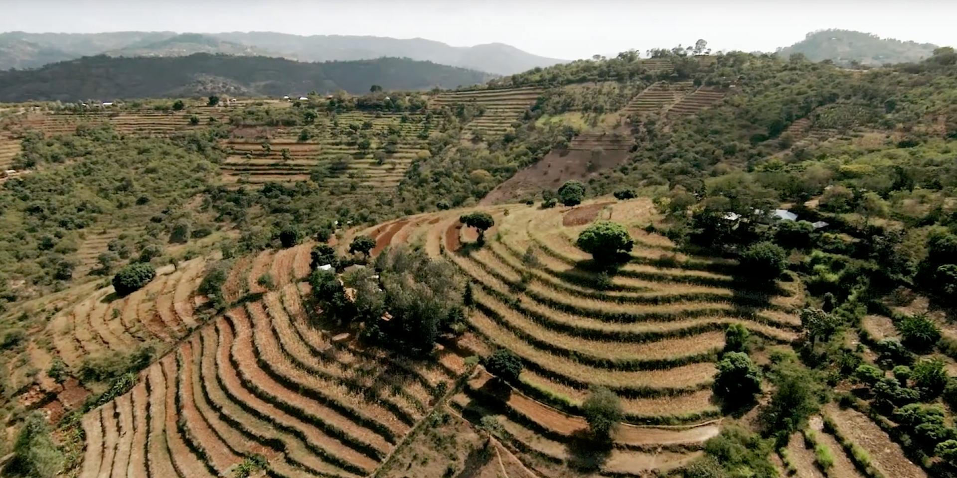 Terraced tropical landscape seen from above