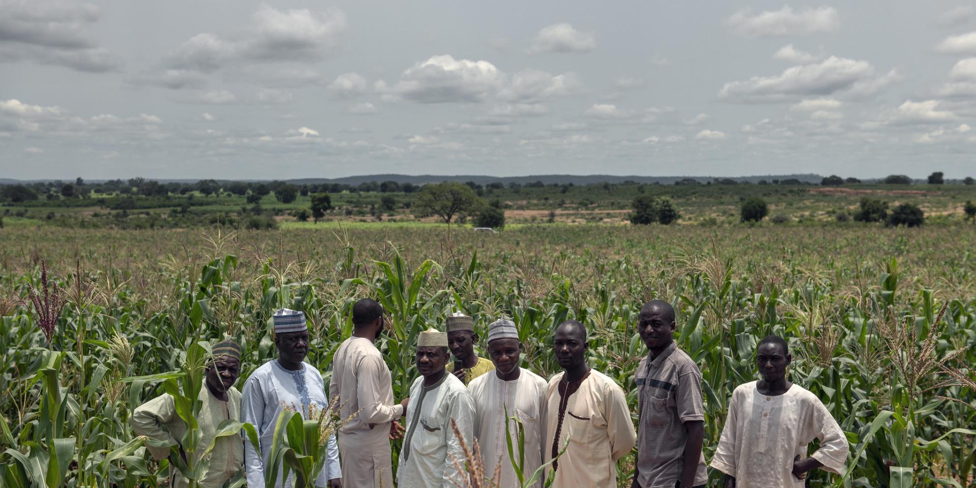 Men farmers in Maize field in Nigeria