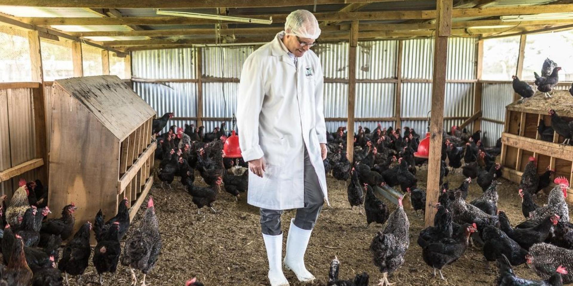 Mark Suzman in one of the chicken coops at KALRO.