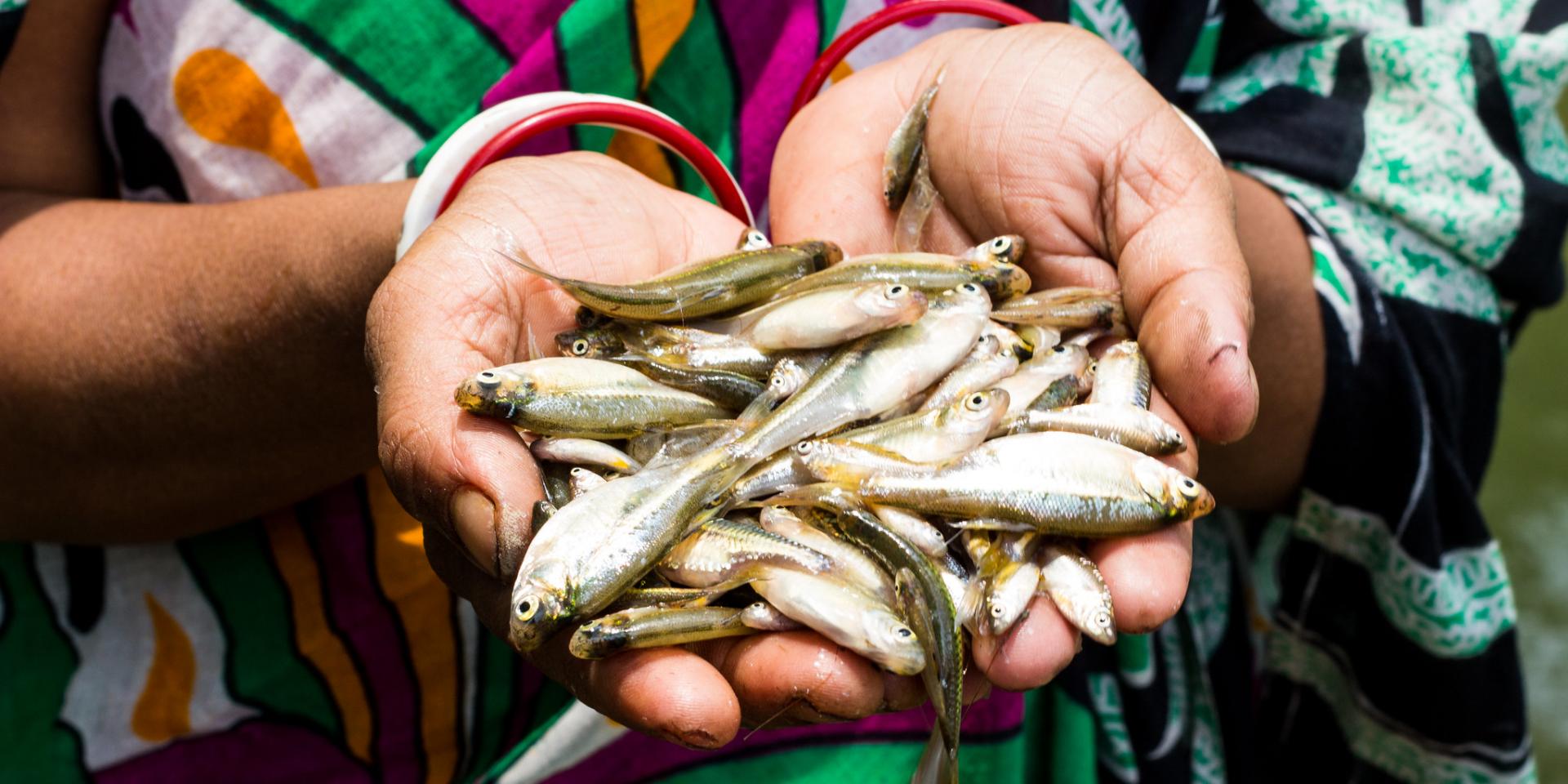 Photo of hands with fish