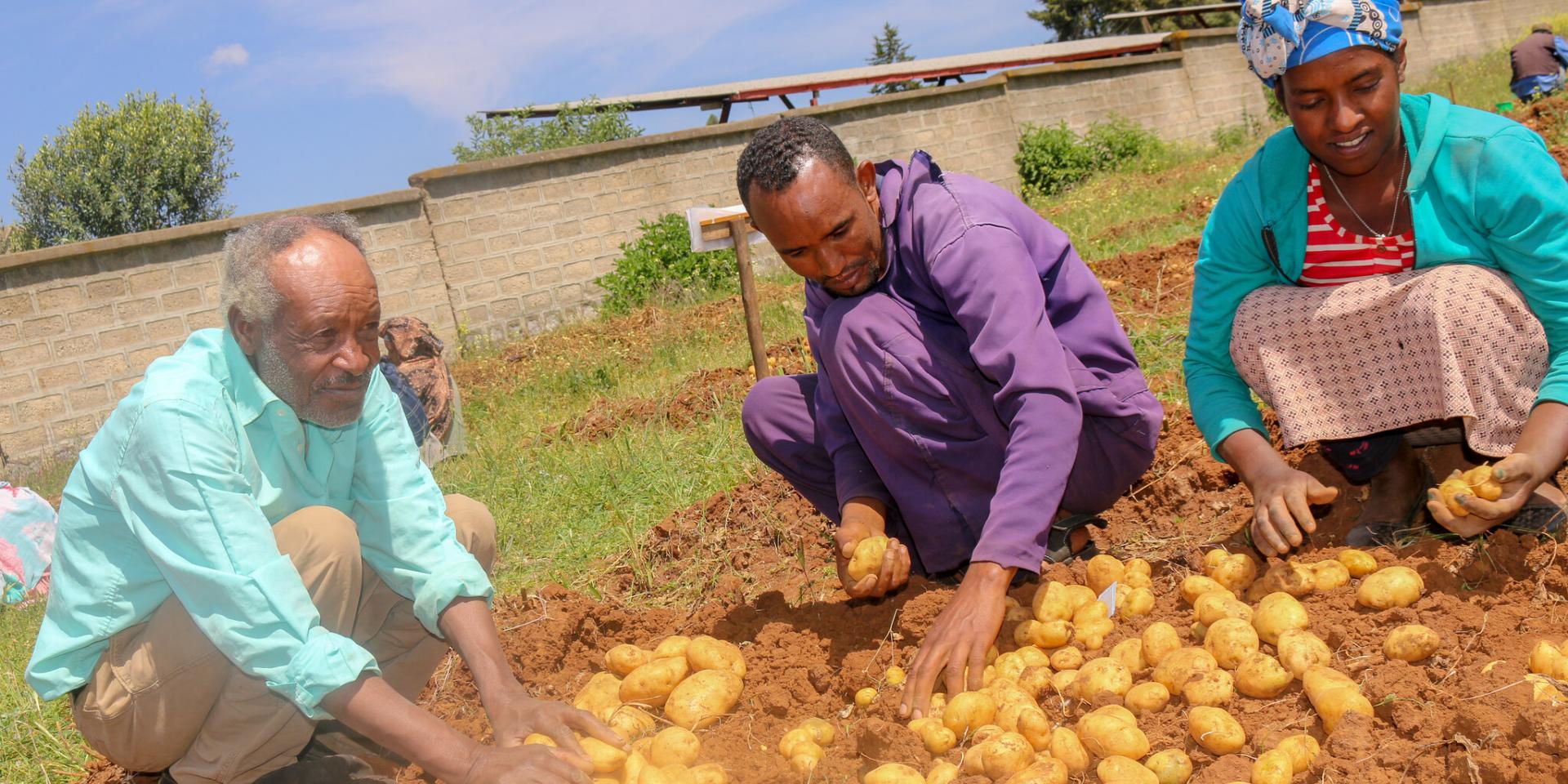 potato varieties 