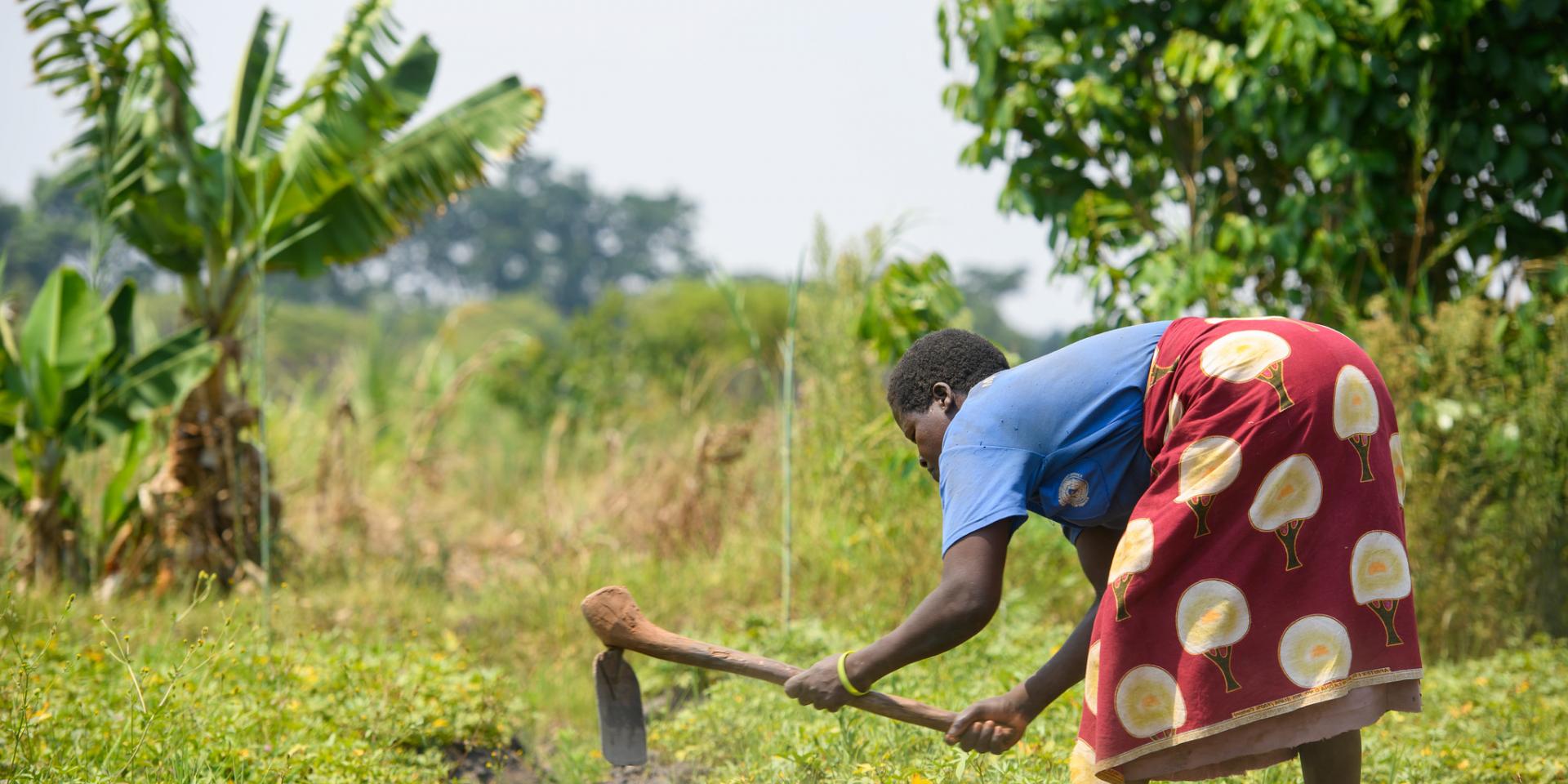 A farmer harvests potatoes