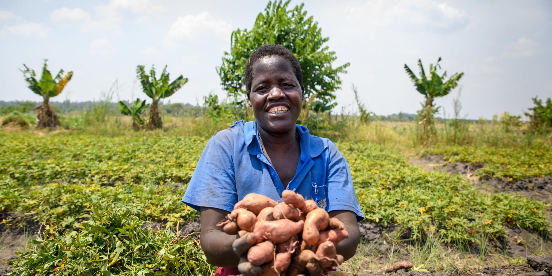 A sweet potato farmer