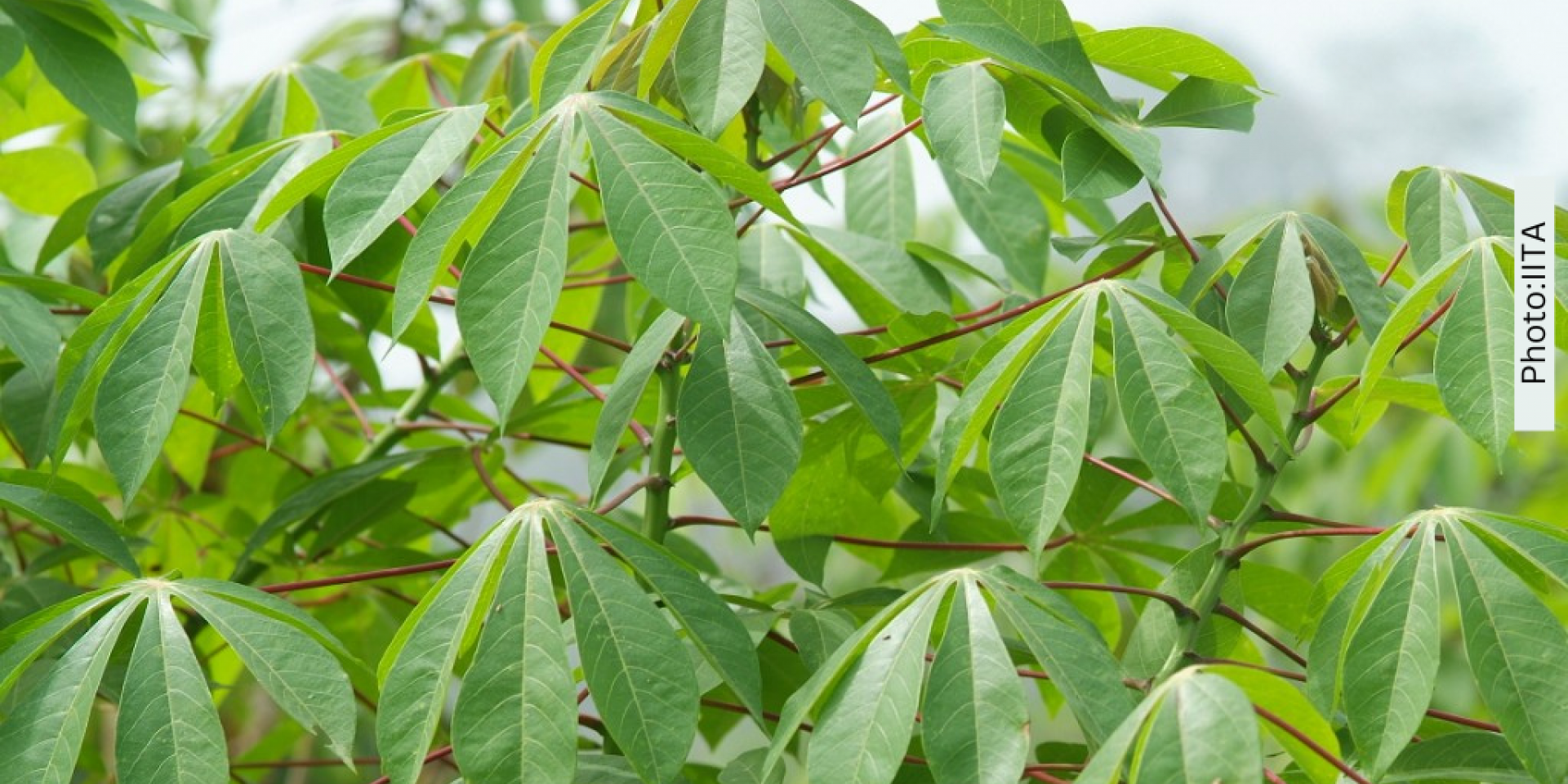 Photo of cassava plant: IITA