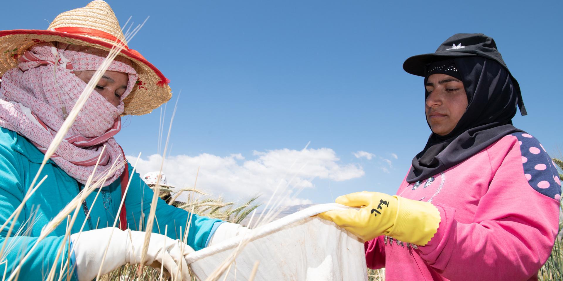 Rice harvesting