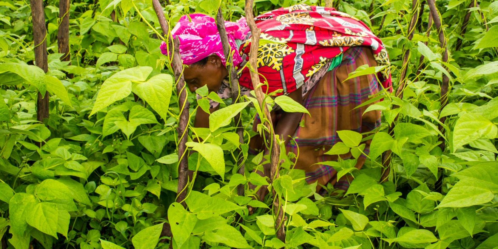 Woman bending down among bean plants