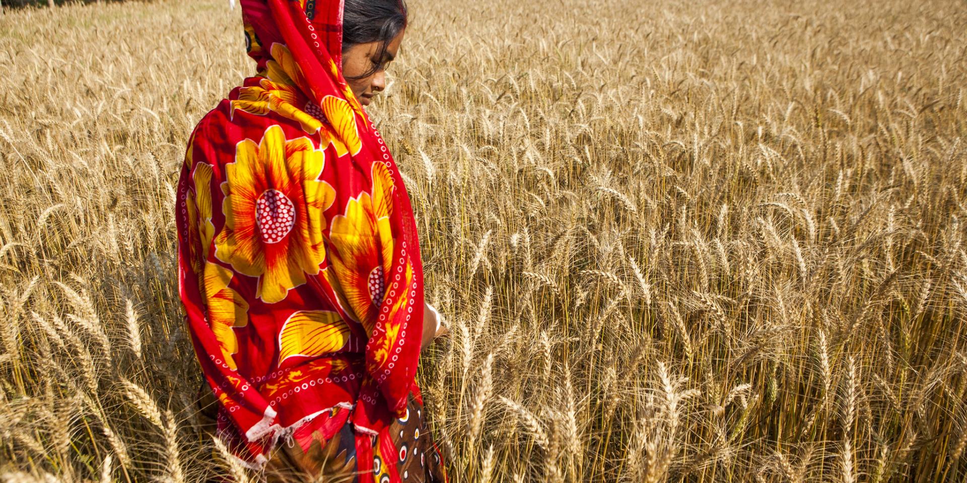 Woman wheat farmer in Rajbari District, Bangladesh.