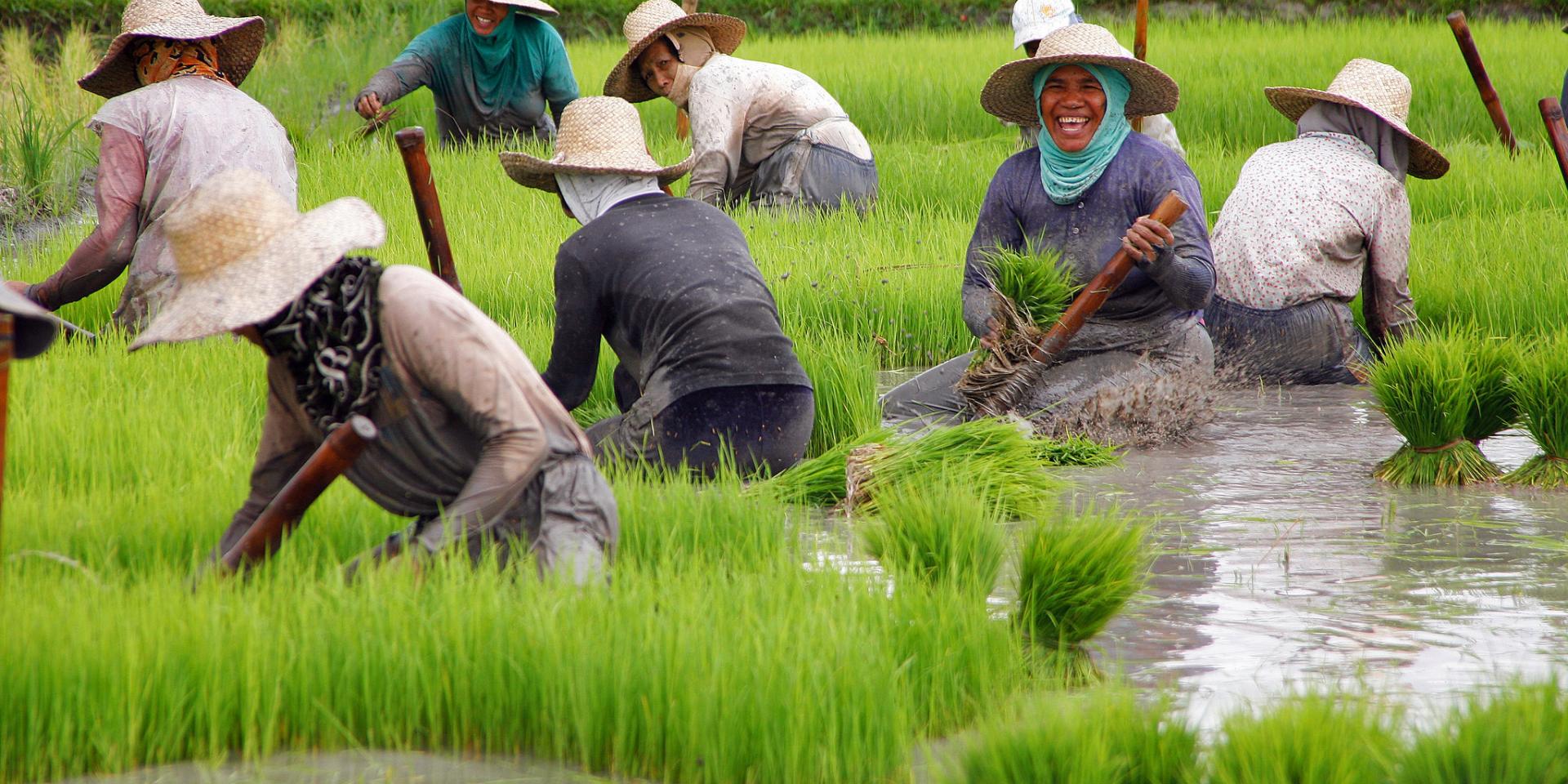 Rice harvest in the Philippines.
