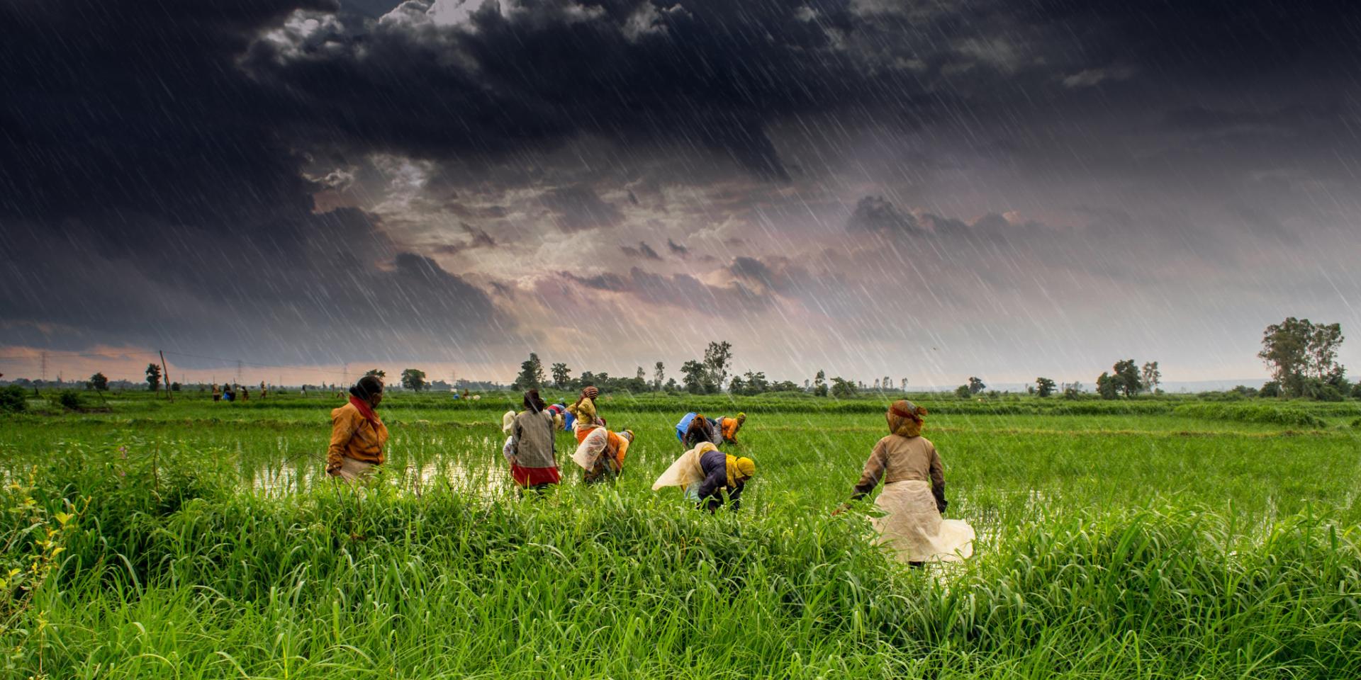 Photos of farmers in field.