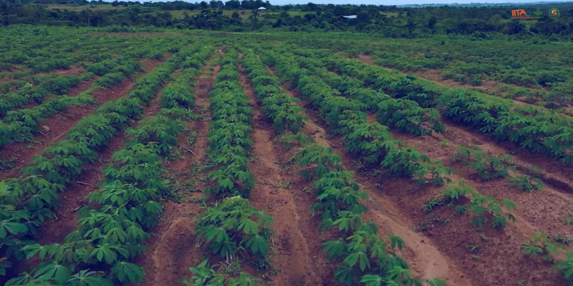 Cassava Farm