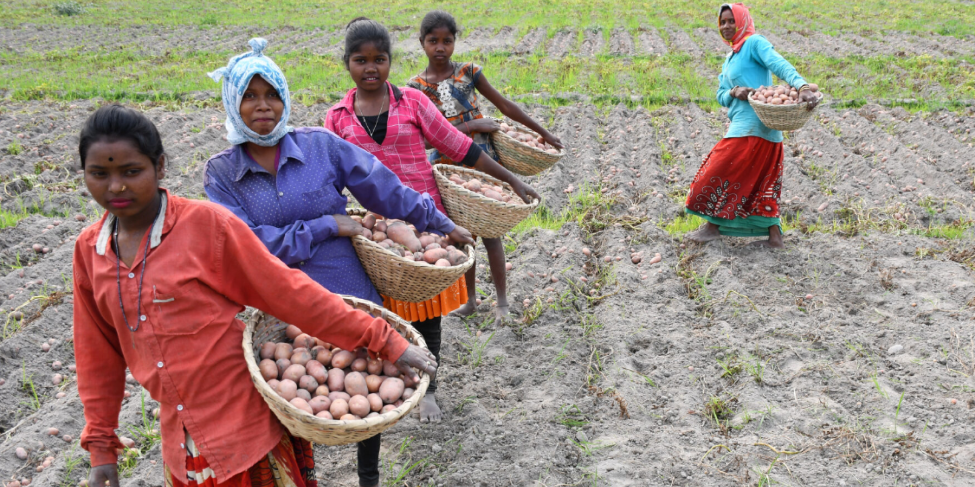 Potato farmers in Assam, India