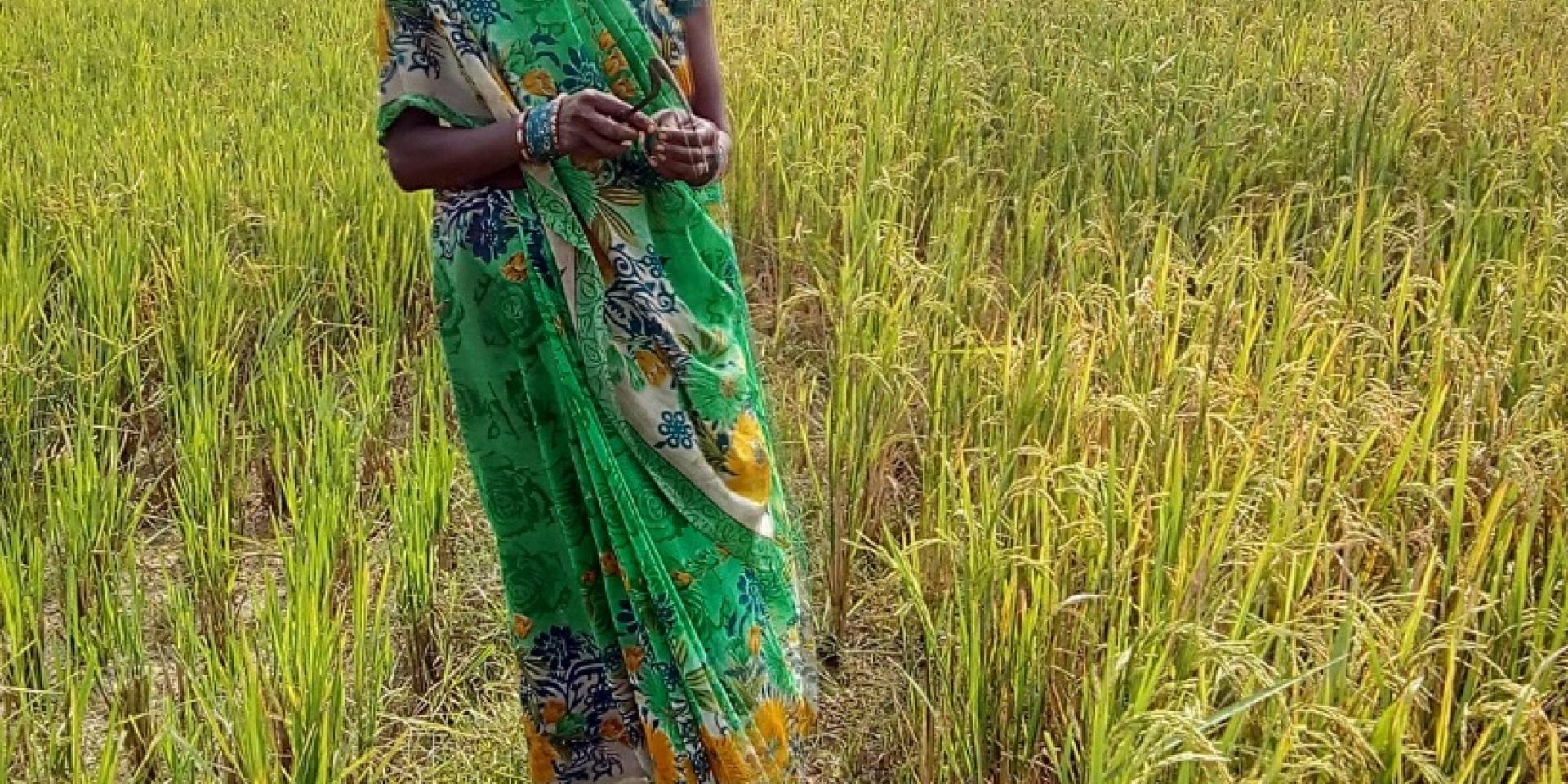 A woman in a rice field