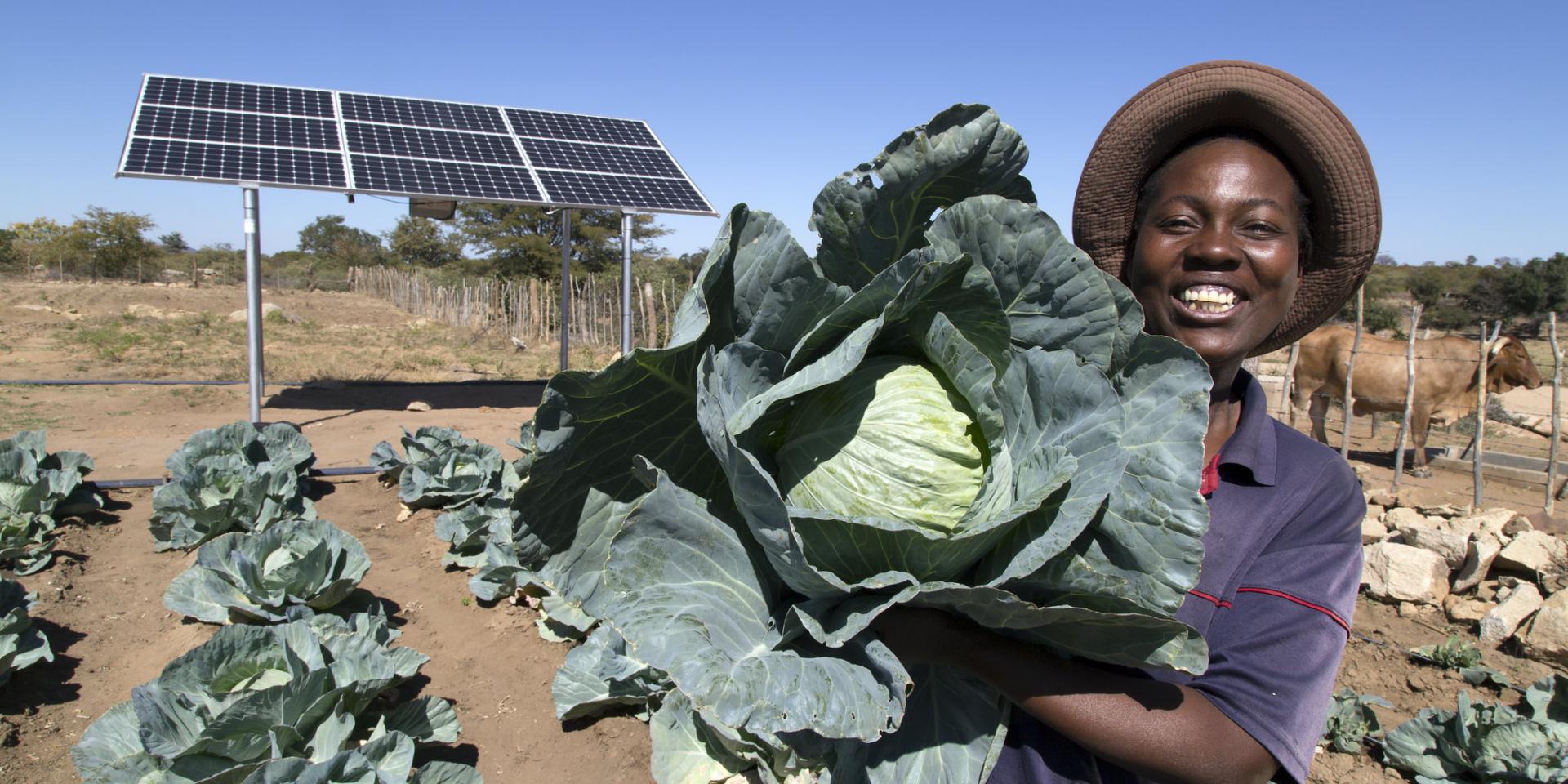 Woman with cabbage and solar irrigation in Zimbabwe
